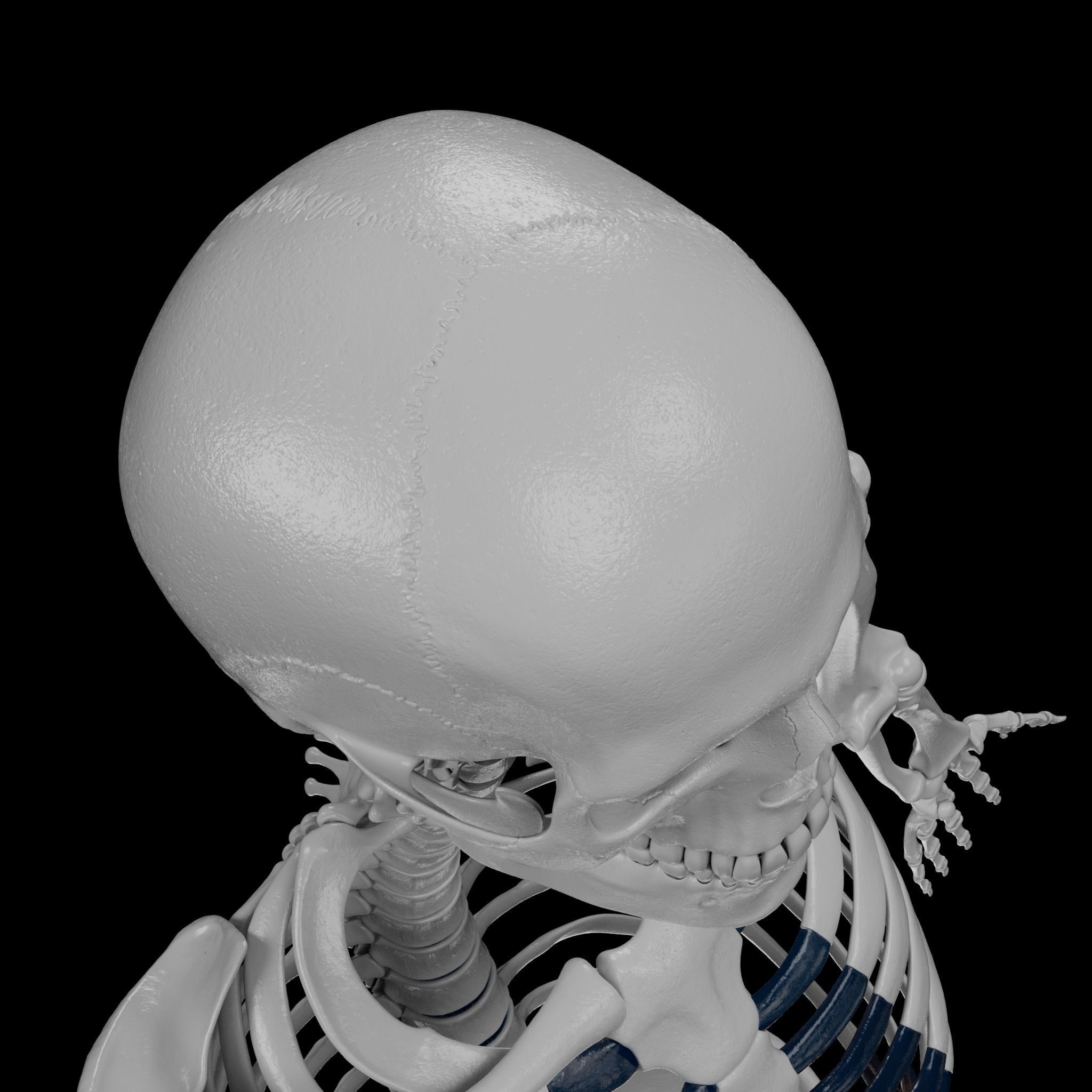 Human Skeleton - 3D Printing 3D print model_65