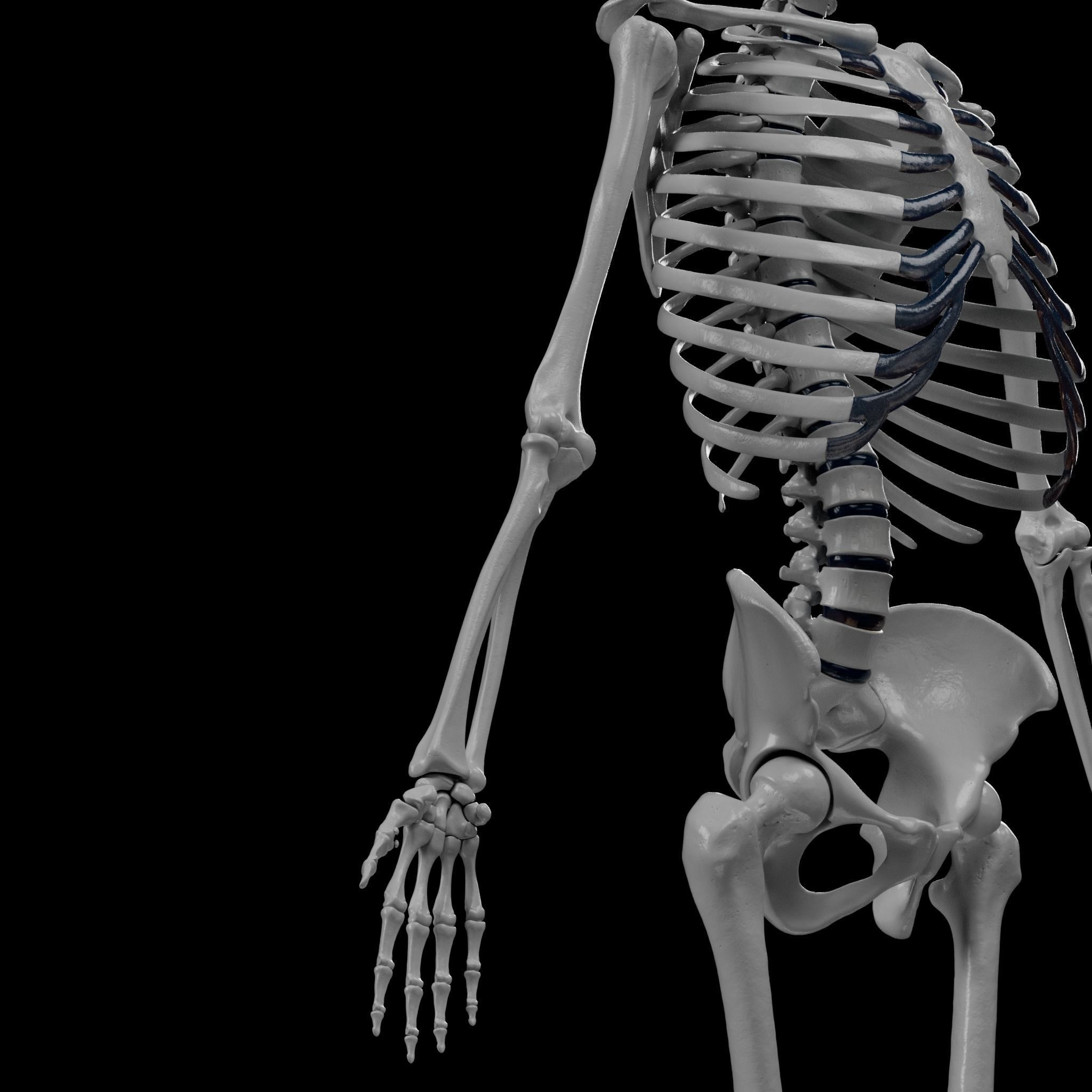 Human Skeleton - 3D Printing 3D print model_83