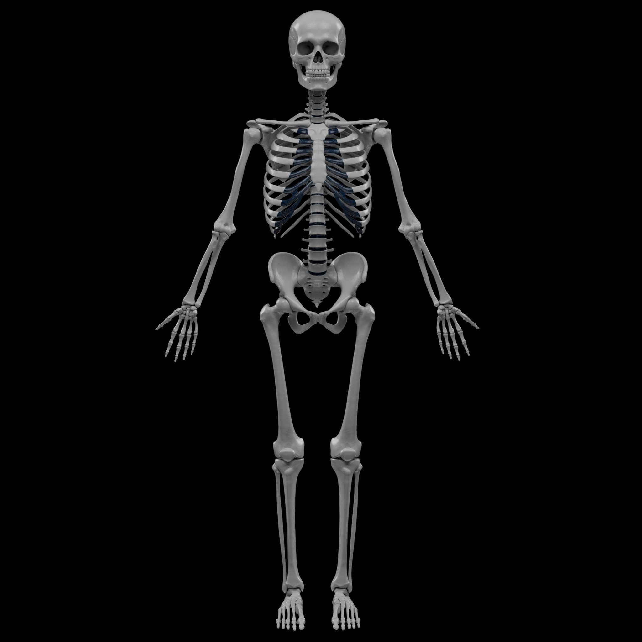 Human Skeleton - 3D Printing 3D print model_26