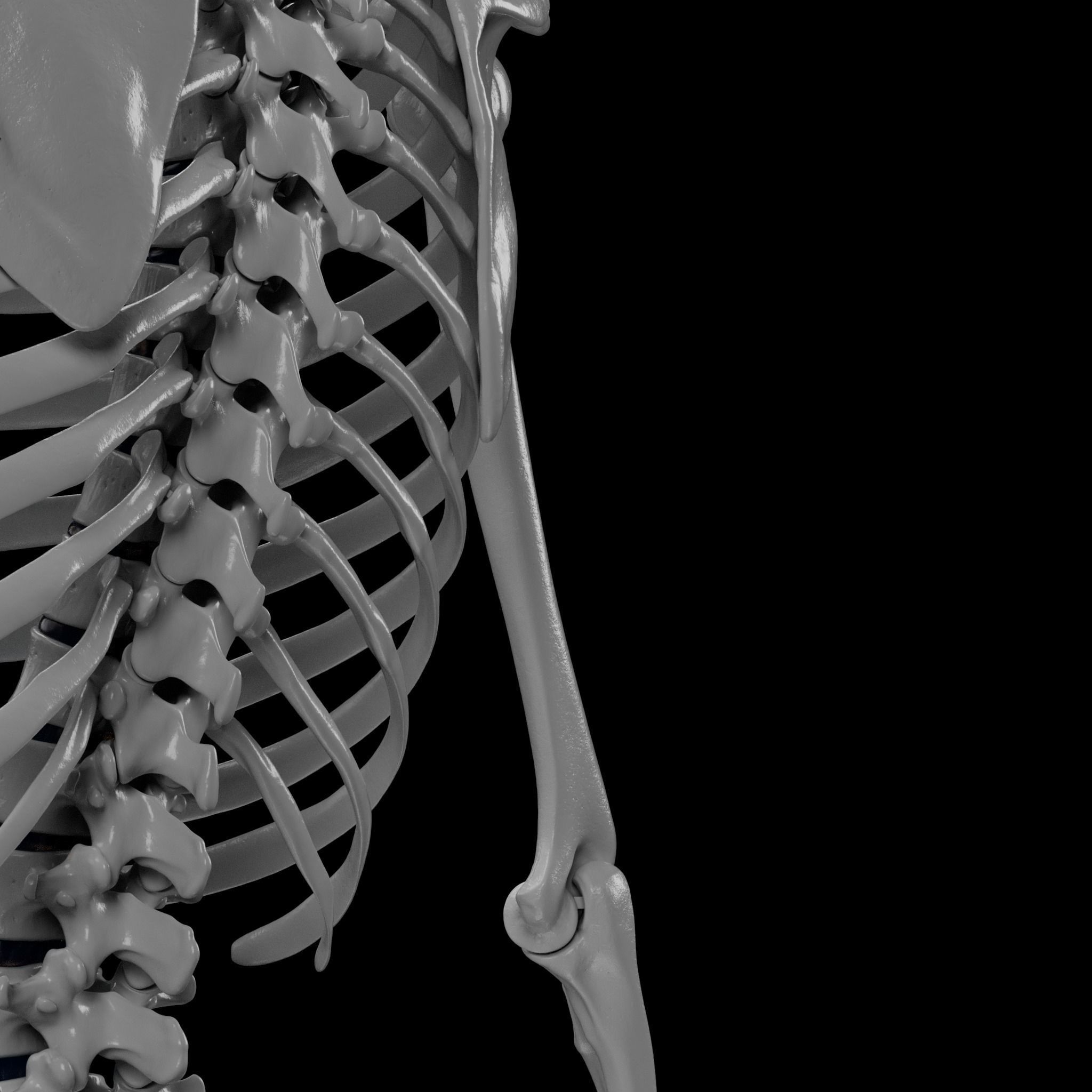 Human Skeleton - 3D Printing 3D print model_125