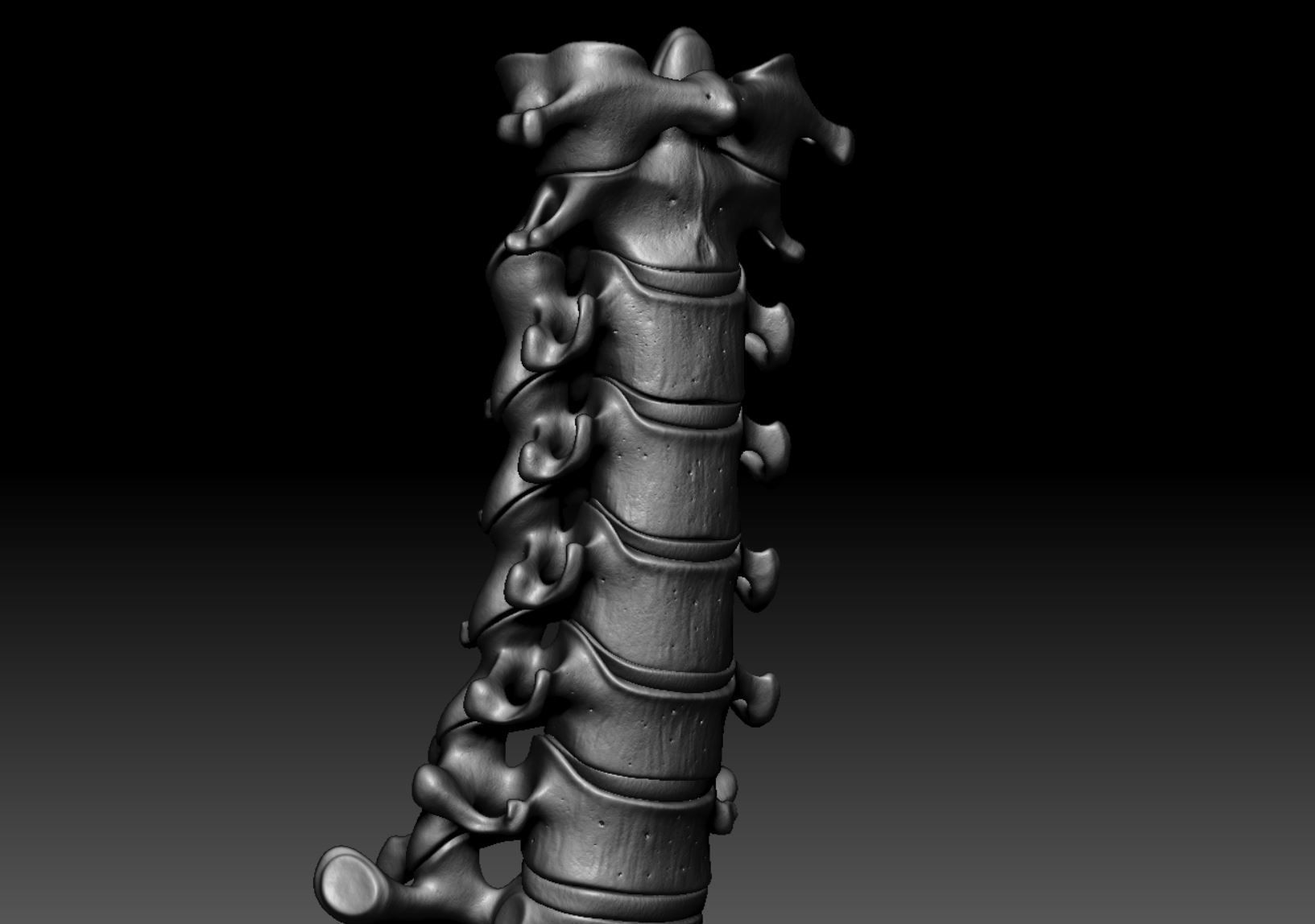 Human Skeleton - 3D Printing 3D print model_146