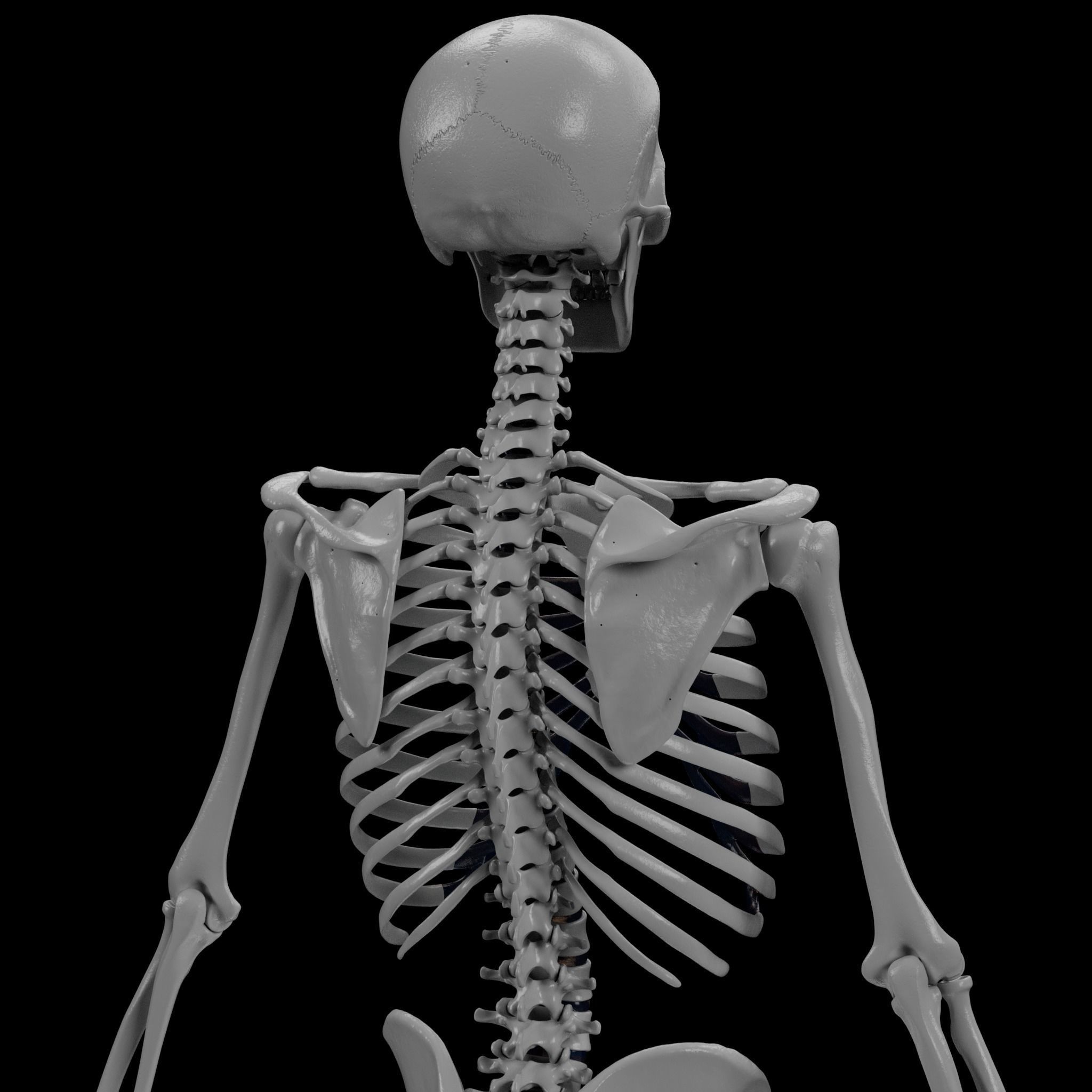 Human Skeleton - 3D Printing 3D print model_21