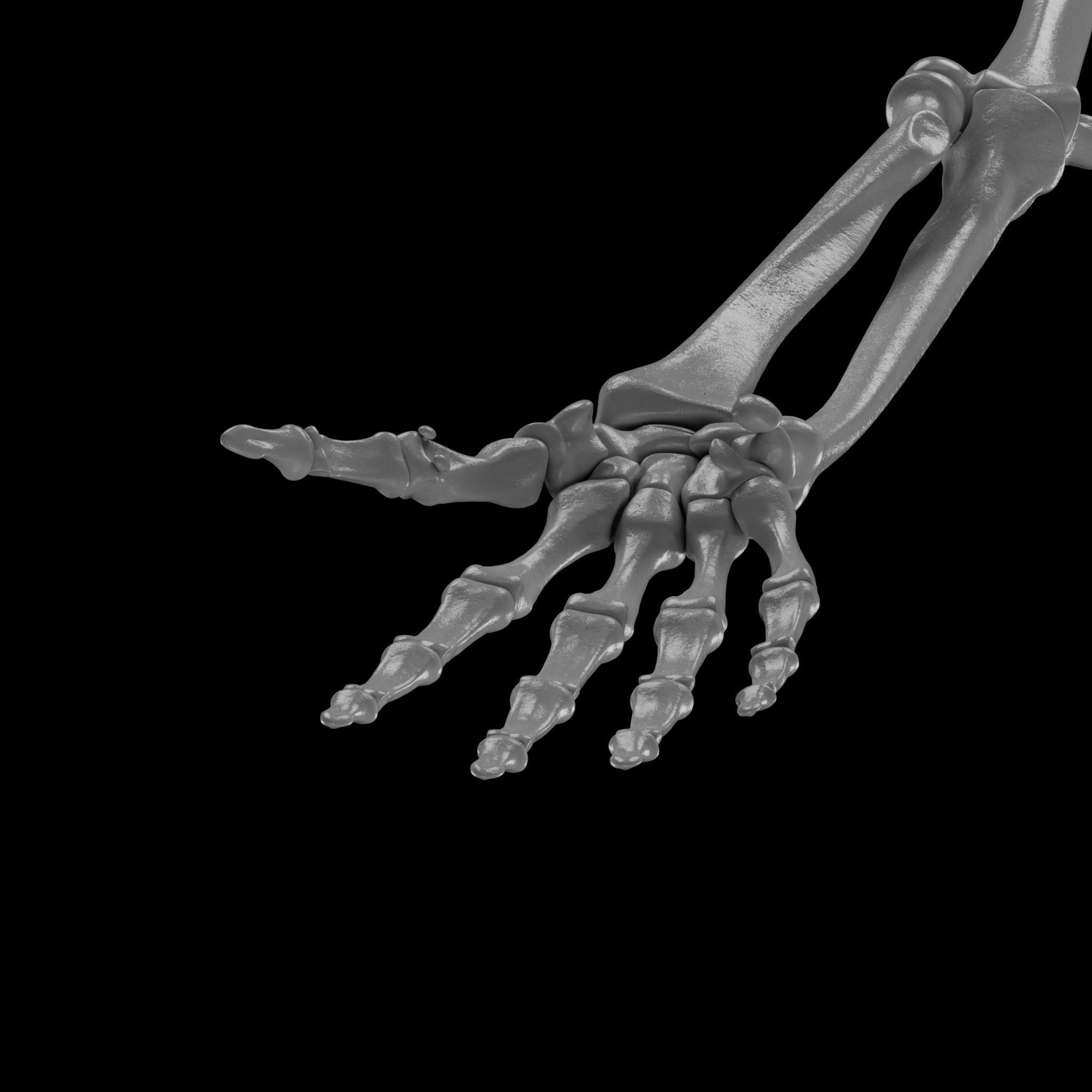 Human Skeleton - 3D Printing 3D print model_104
