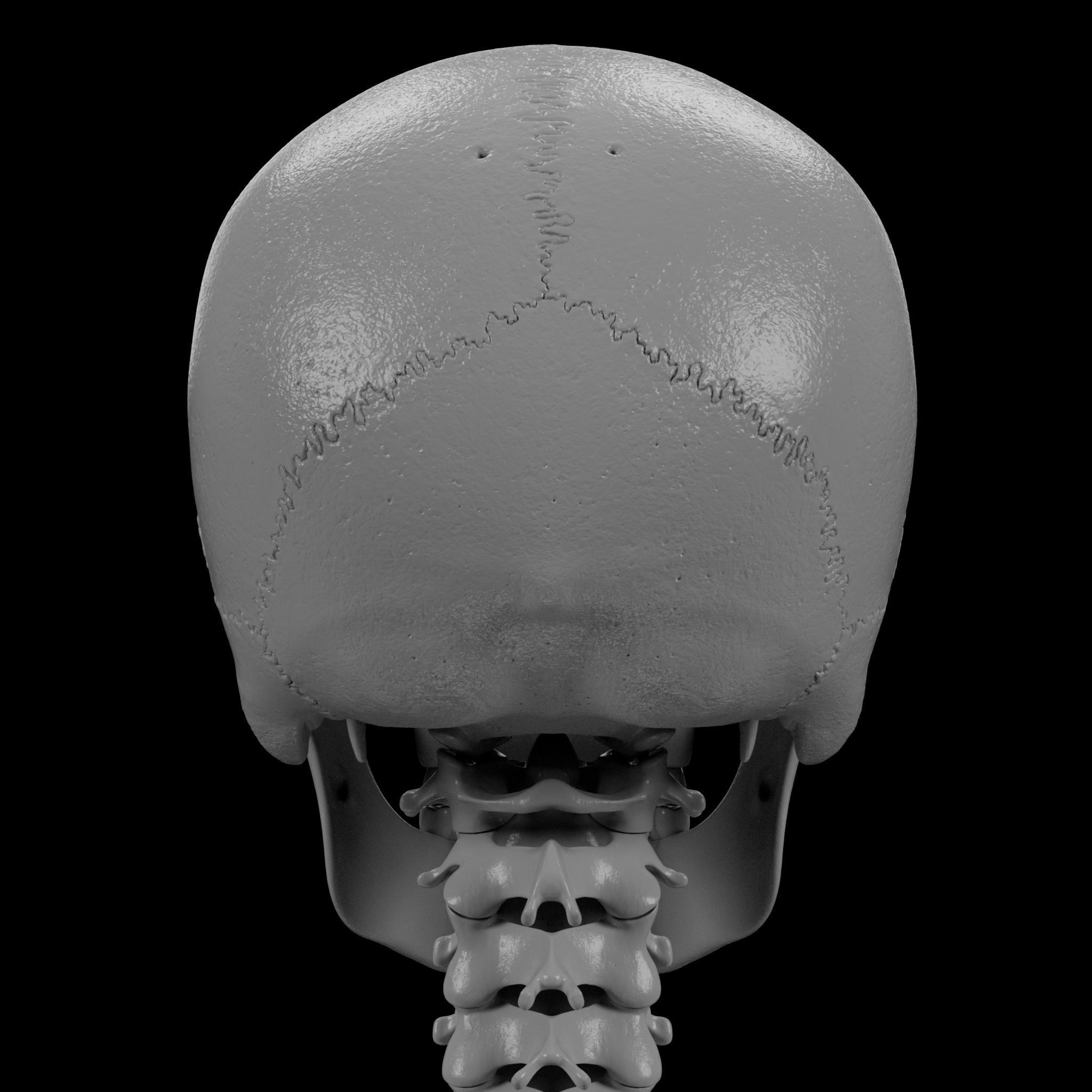 Human Skeleton - 3D Printing 3D print model_66