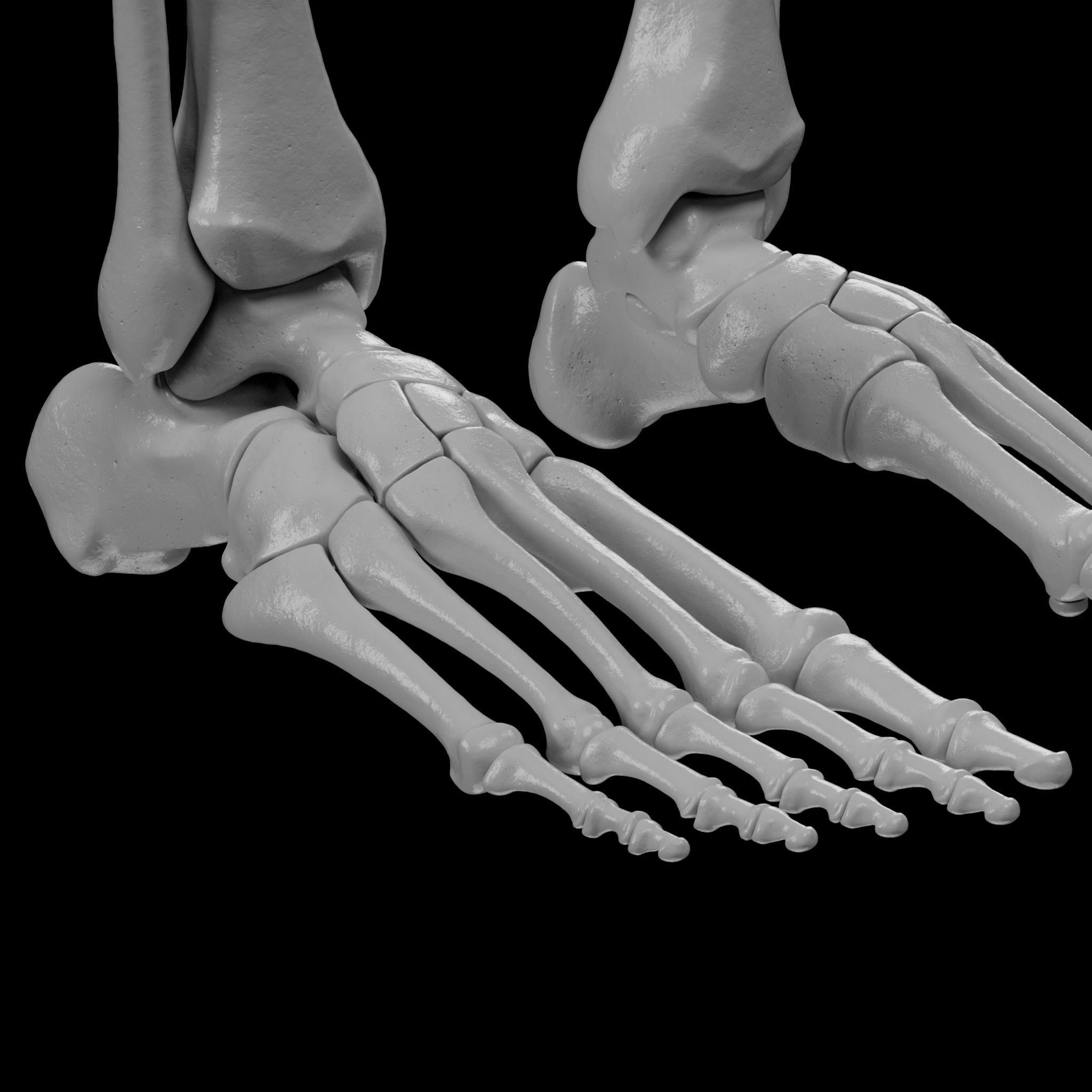 Human Skeleton - 3D Printing 3D print model_136