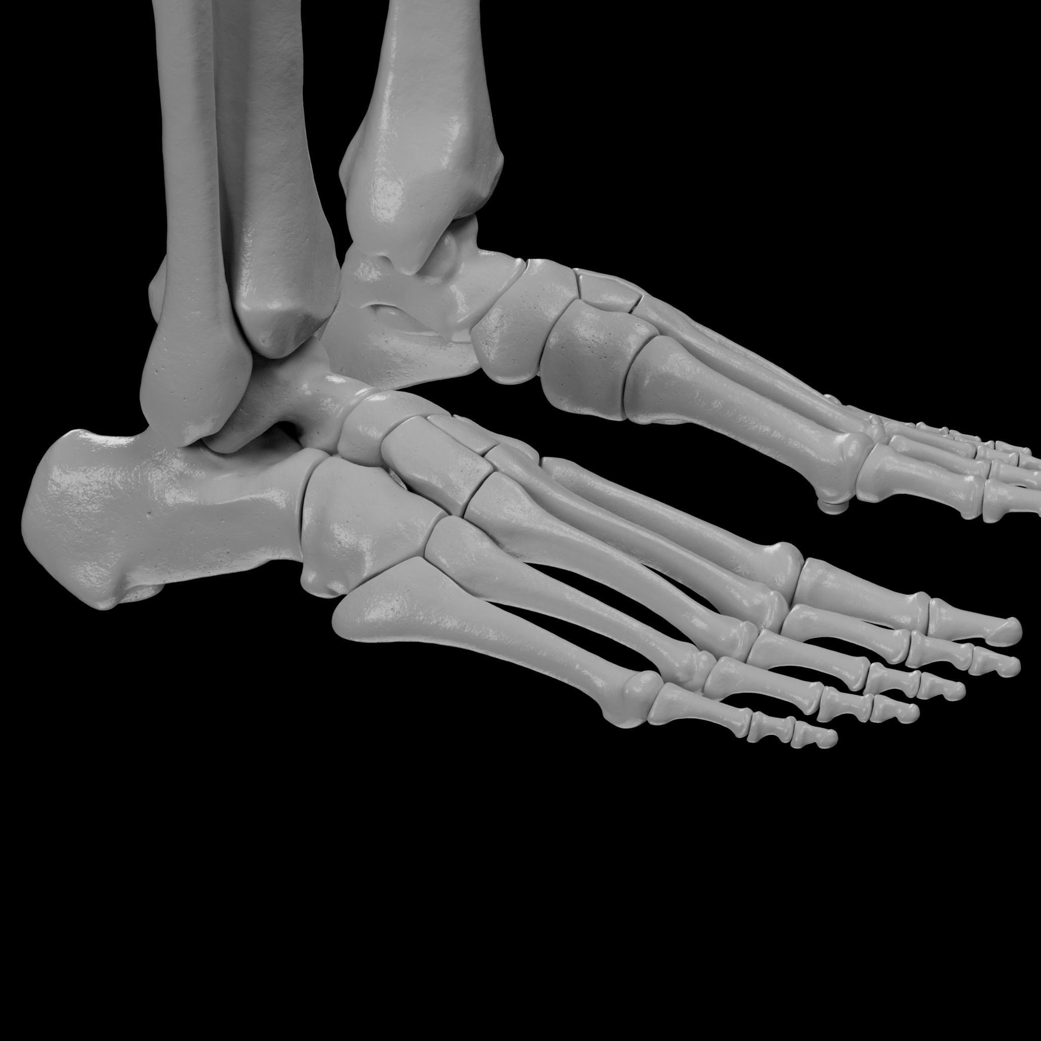 Human Skeleton - 3D Printing 3D print model_118