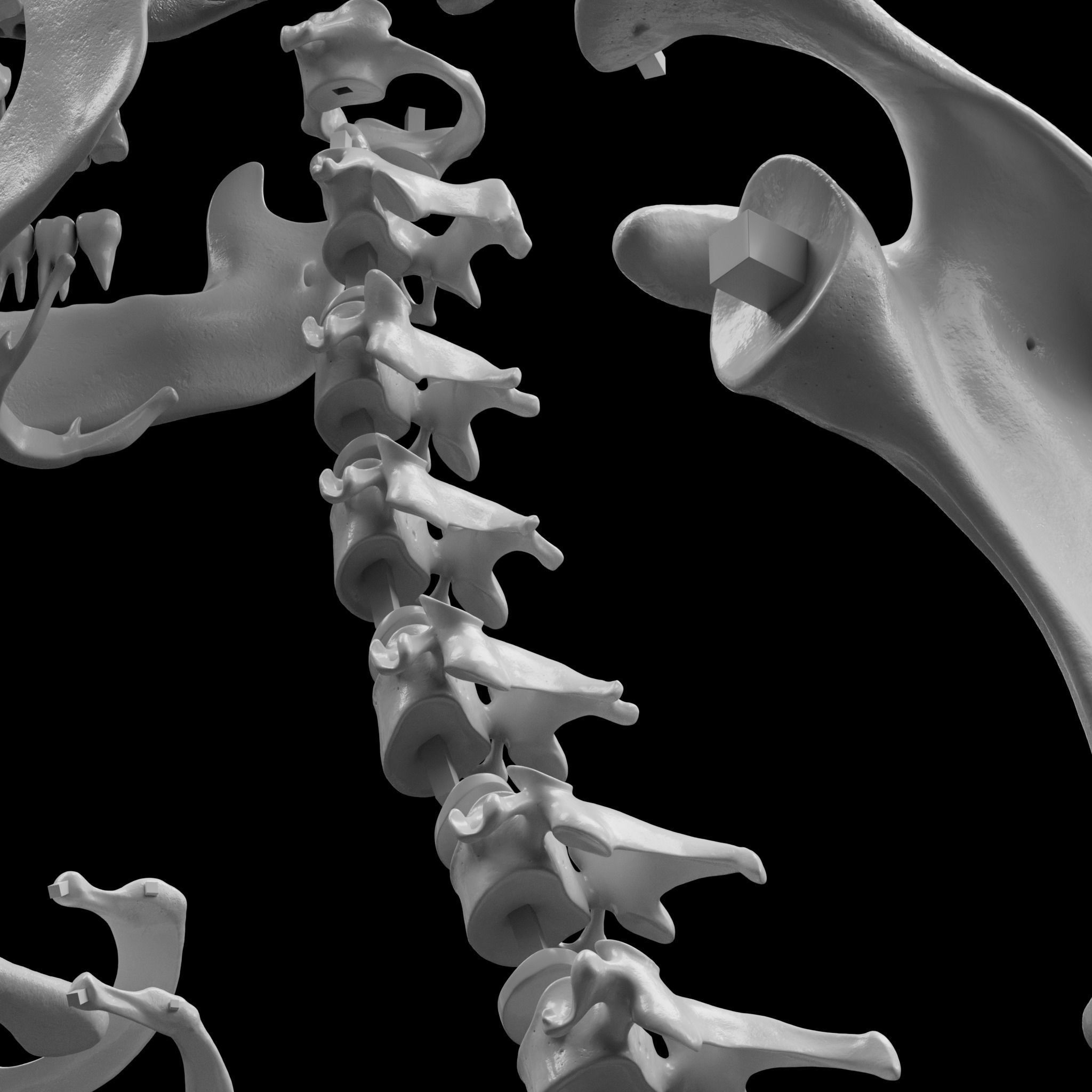 Human Skeleton - 3D Printing 3D print model_11