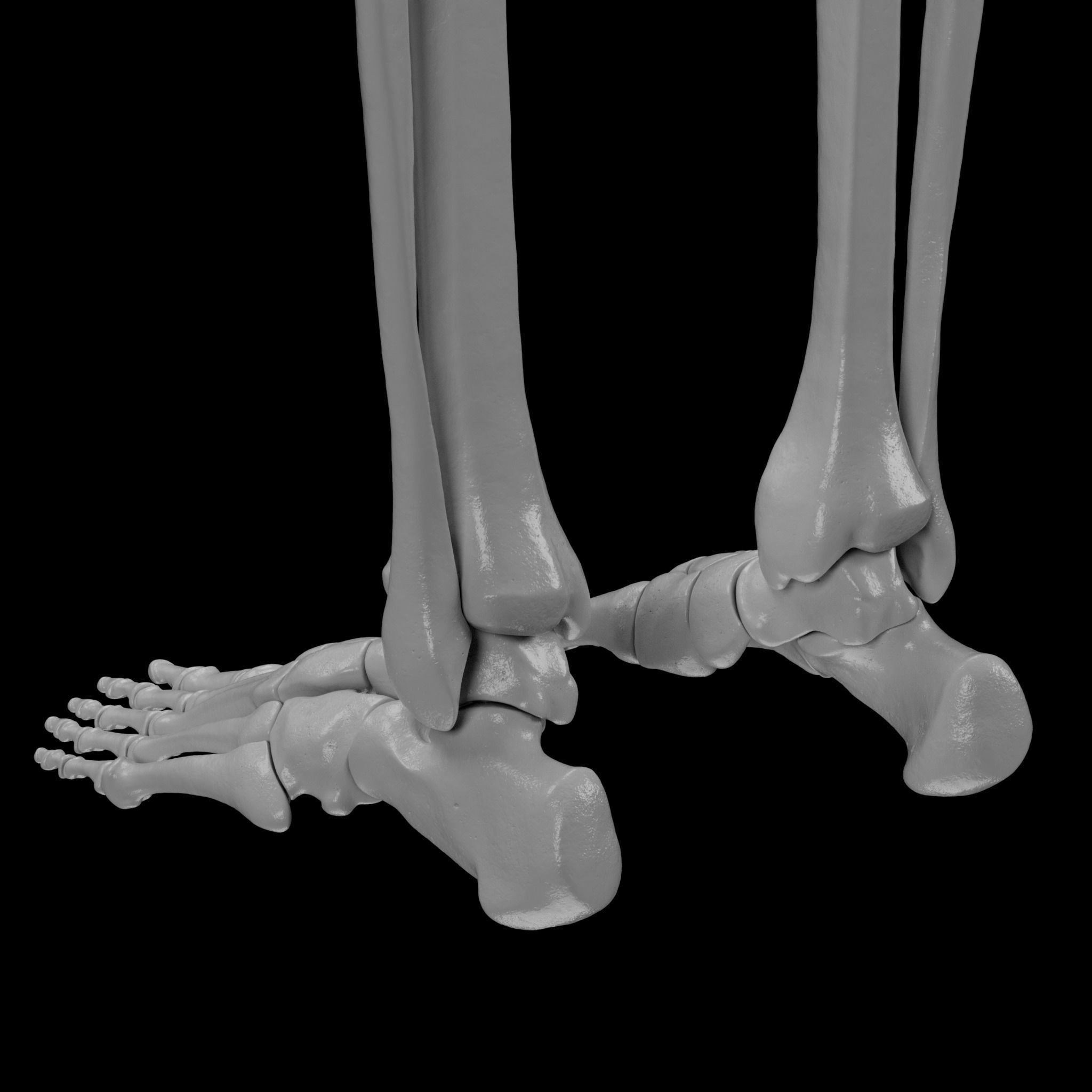 Human Skeleton - 3D Printing 3D print model_113