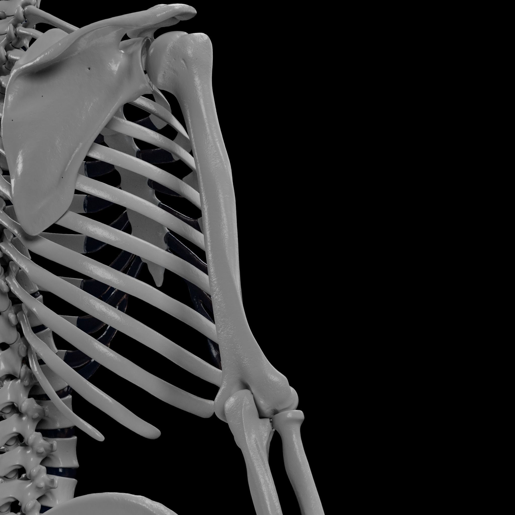 Human Skeleton - 3D Printing 3D print model_122