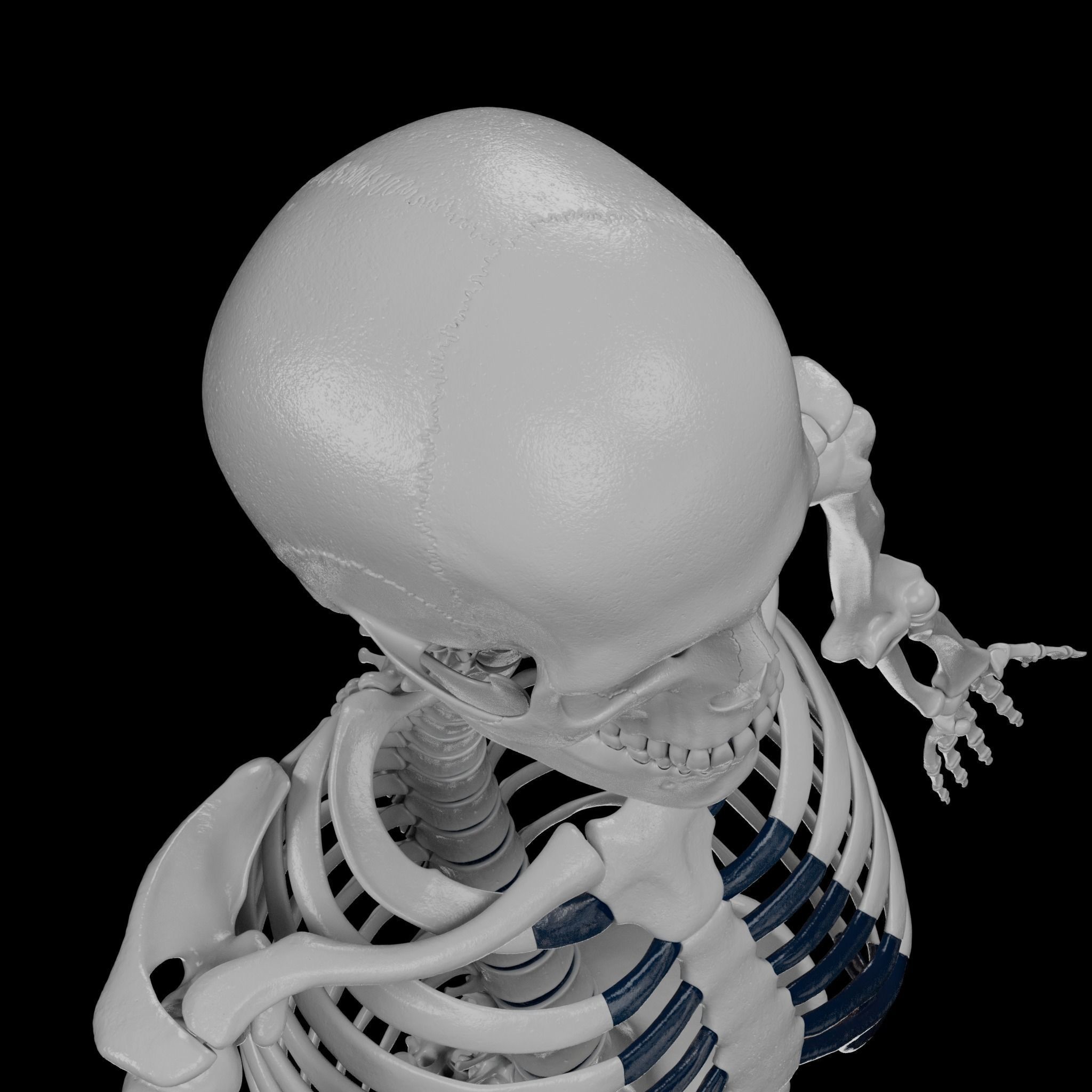 Human Skeleton - 3D Printing 3D print model_32