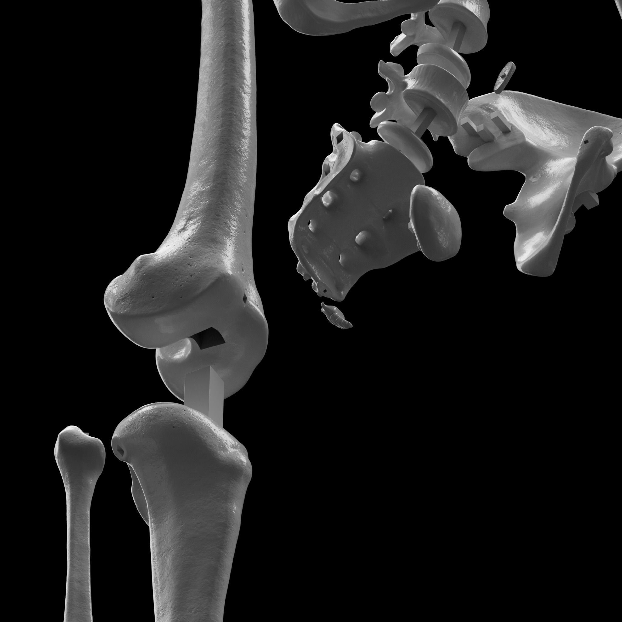 Human Skeleton - 3D Printing 3D print model_13