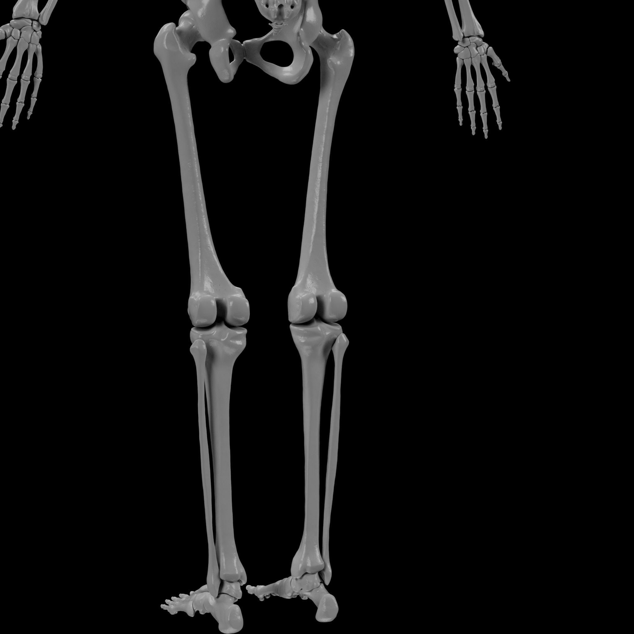 Human Skeleton - 3D Printing 3D print model_106