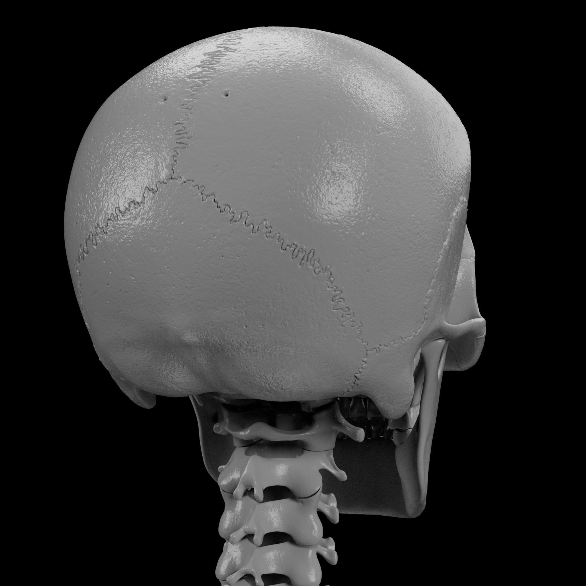 Human Skeleton - 3D Printing 3D print model_60