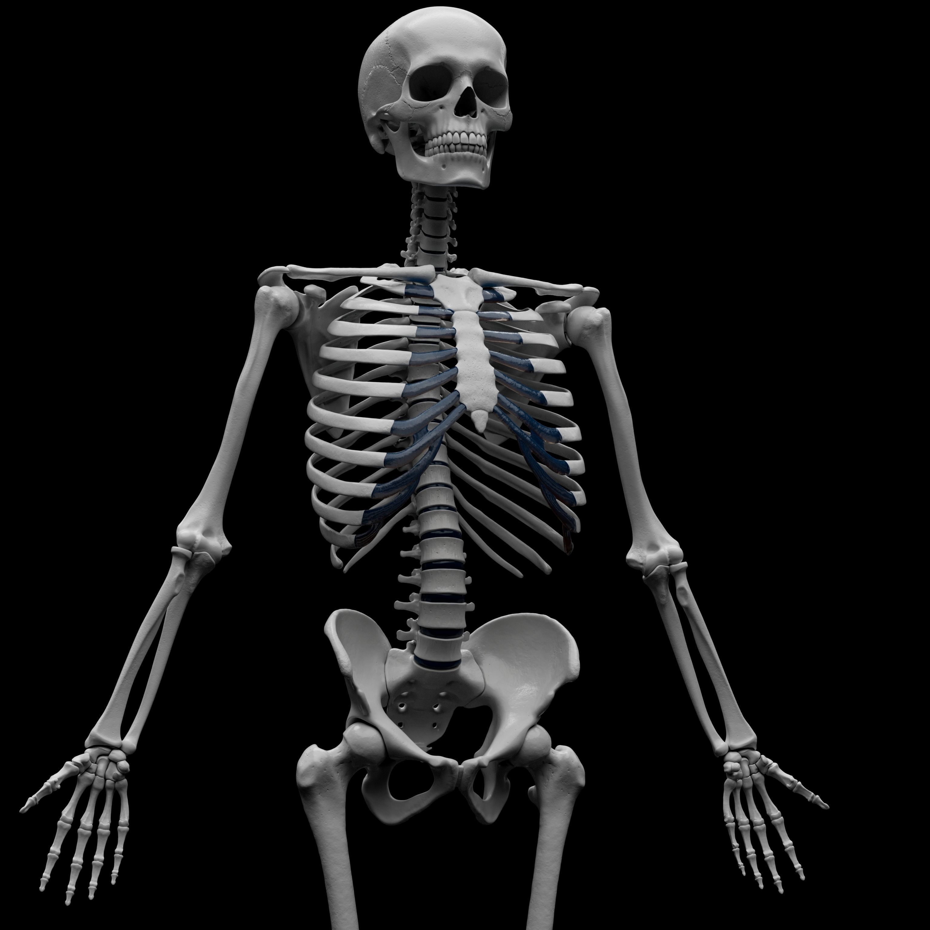 Human Skeleton - 3D Printing 3D print model_1