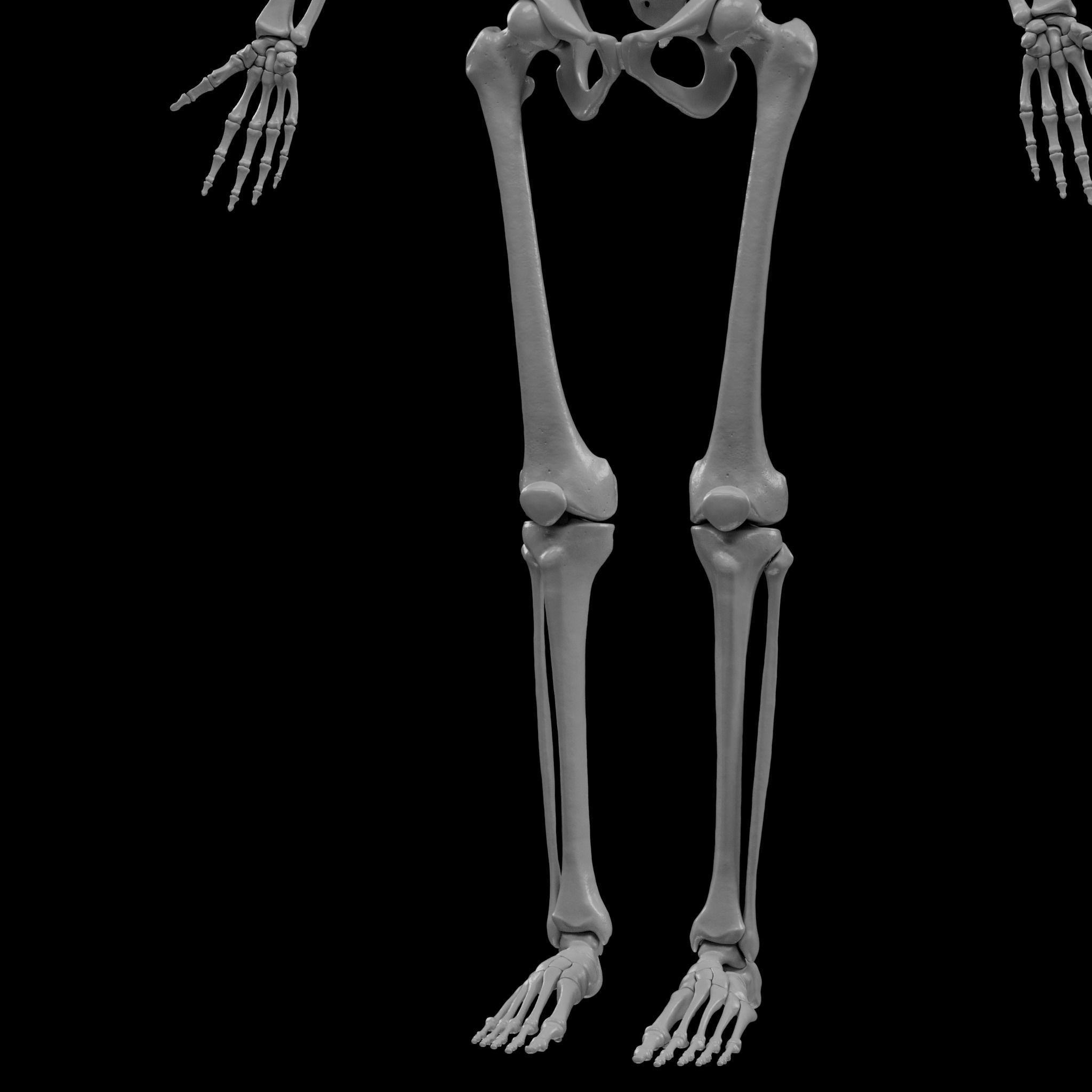 Human Skeleton - 3D Printing 3D print model_102