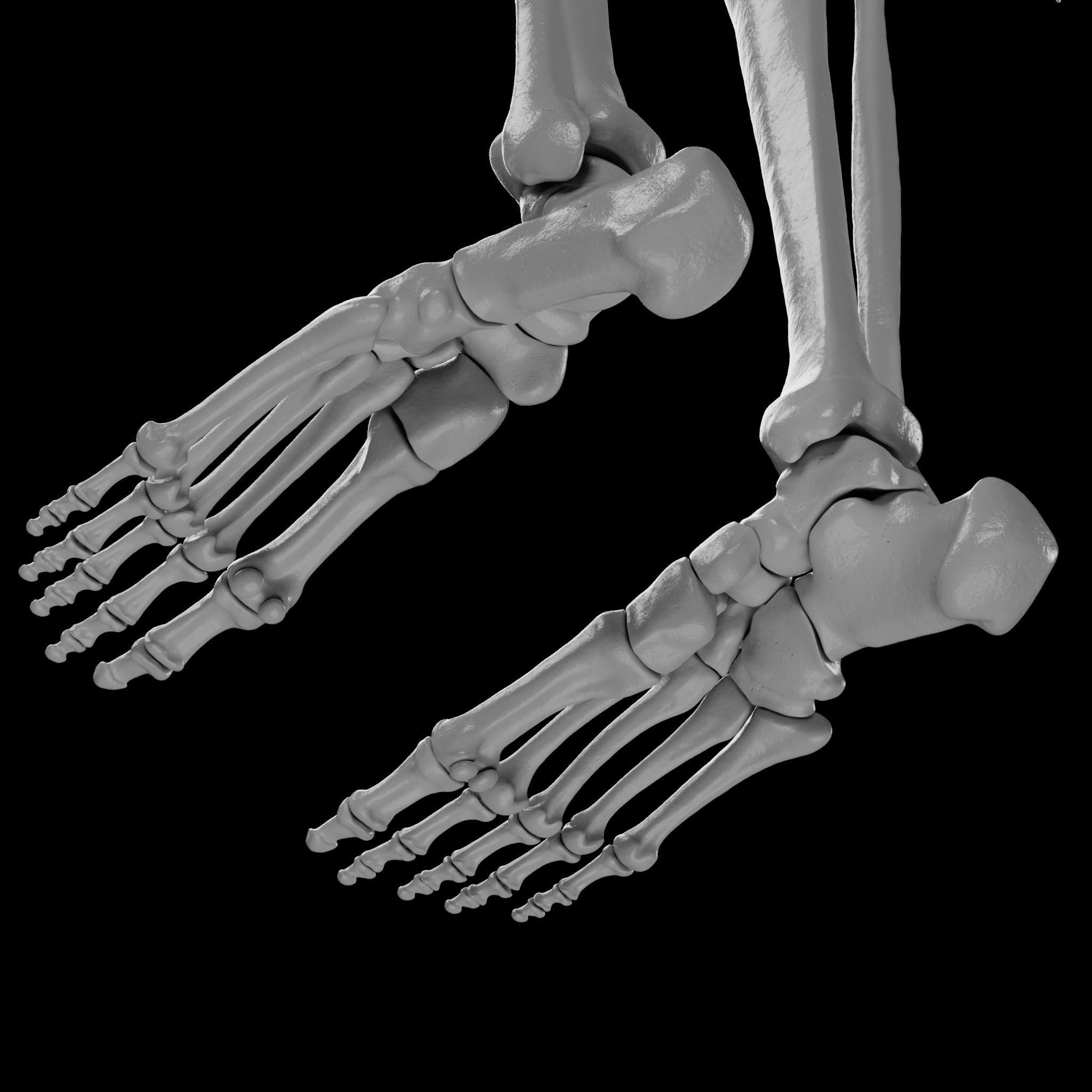 Human Skeleton - 3D Printing 3D print model_121