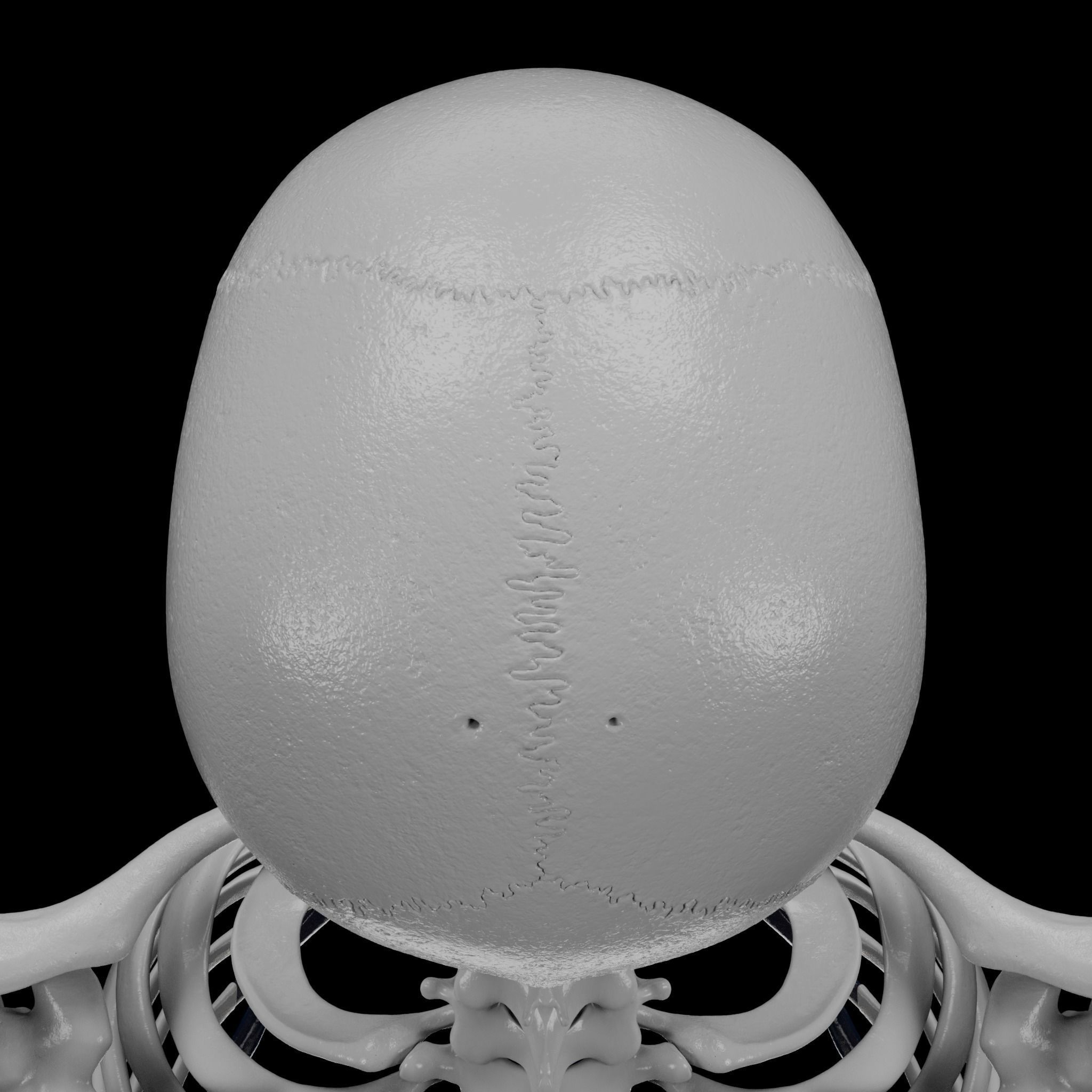 Human Skeleton - 3D Printing 3D print model_73