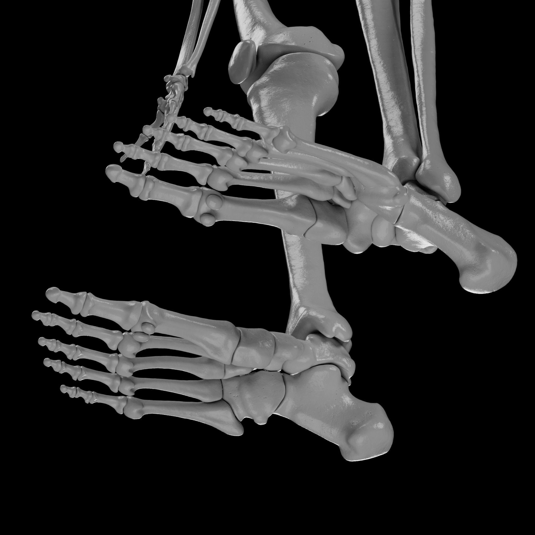 Human Skeleton - 3D Printing 3D print model_115