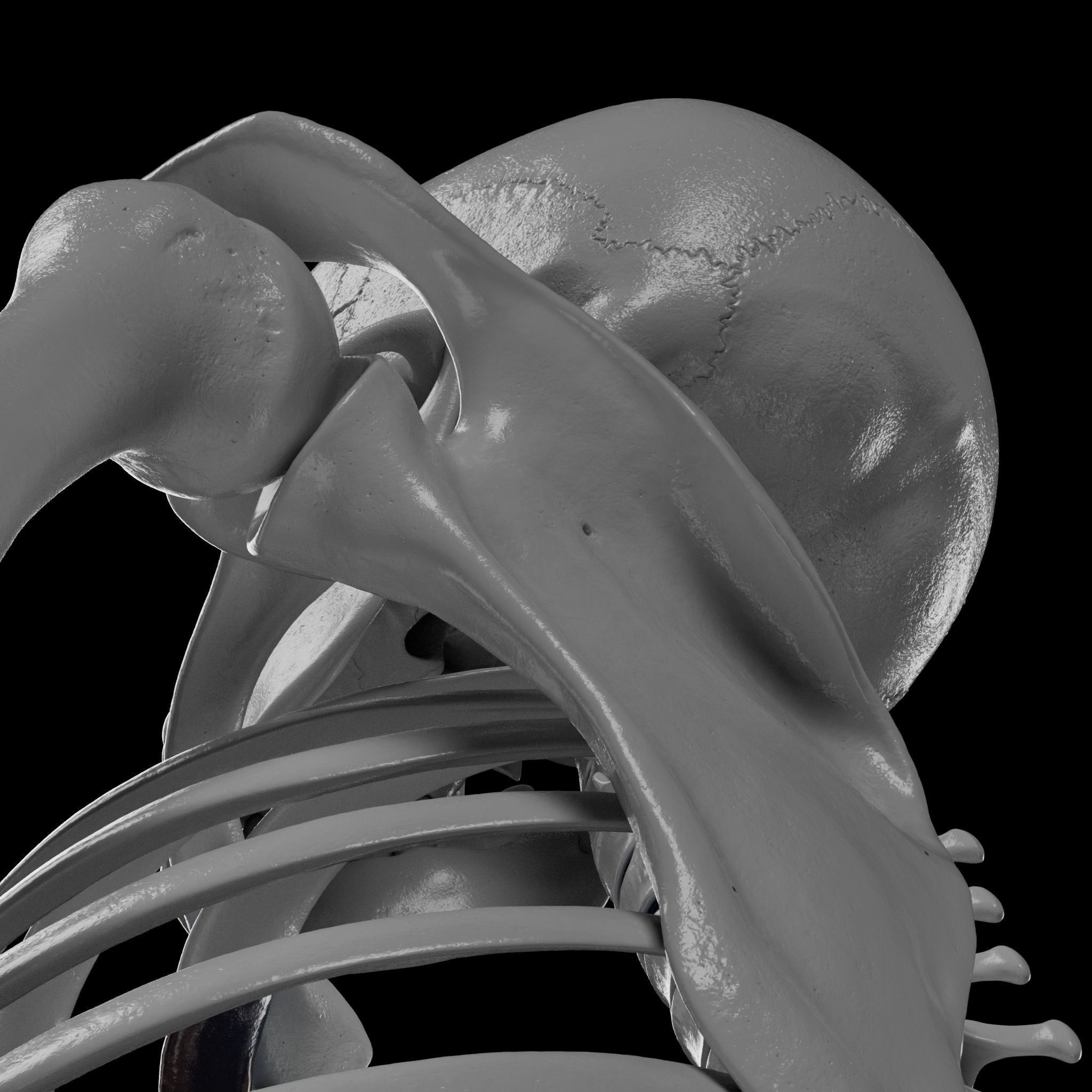 Human Skeleton - 3D Printing 3D print model_68