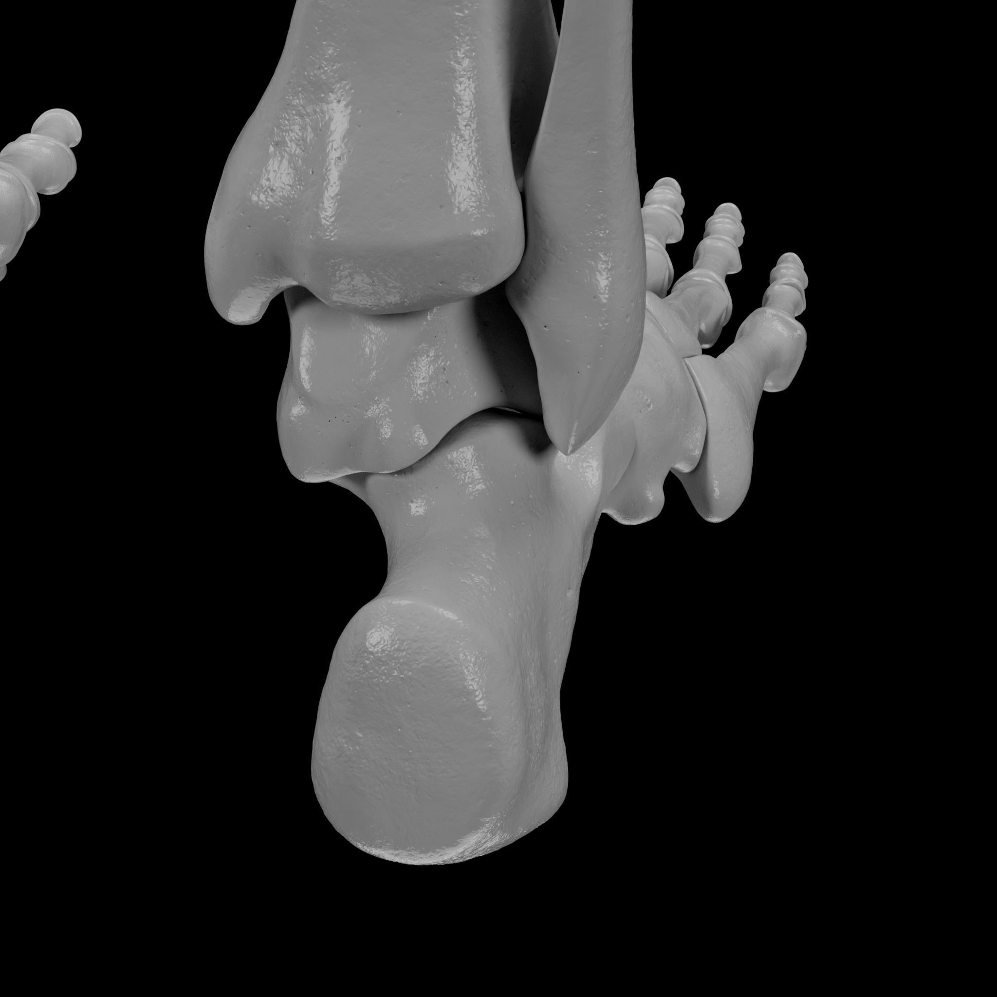 Human Skeleton - 3D Printing 3D print model_117