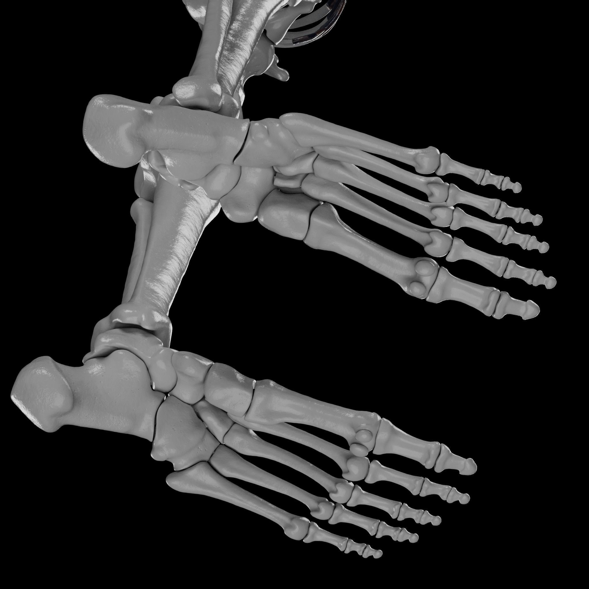 Human Skeleton - 3D Printing 3D print model_114