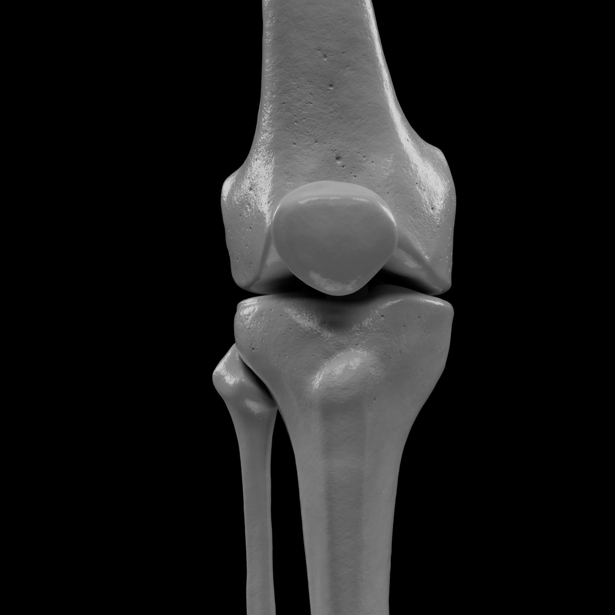 Human Skeleton - 3D Printing 3D print model_110