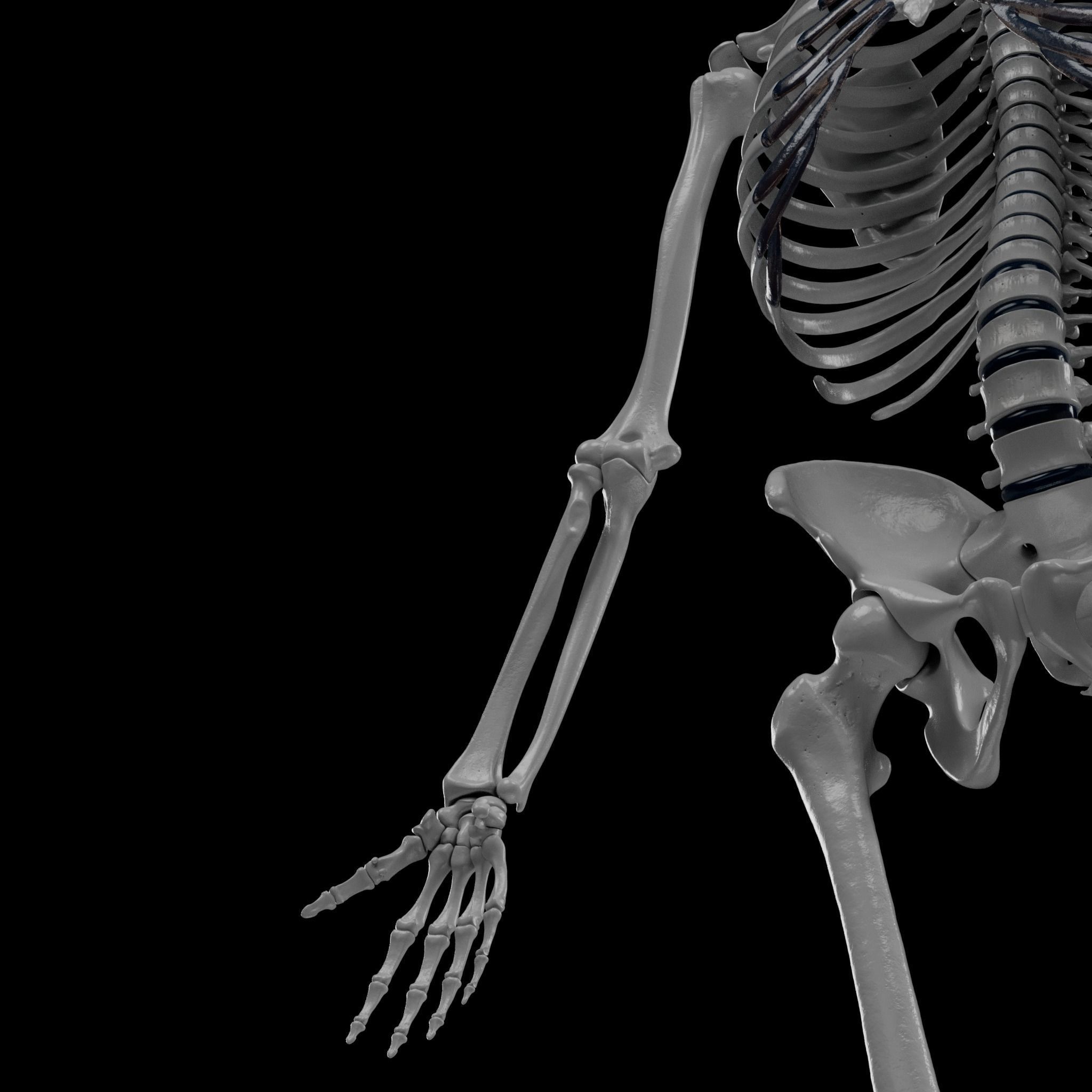 Human Skeleton - 3D Printing 3D print model_87