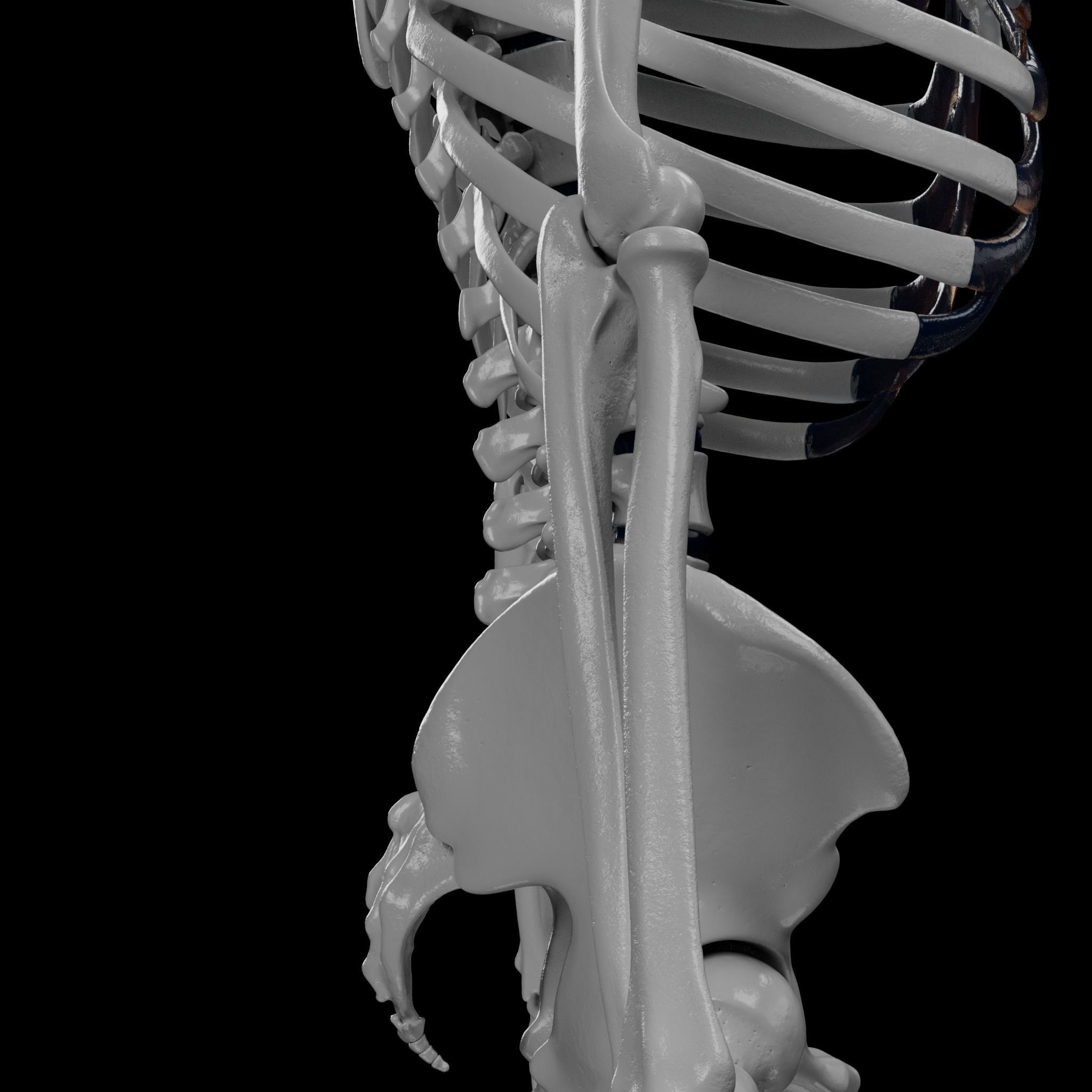 Human Skeleton - 3D Printing 3D print model_52