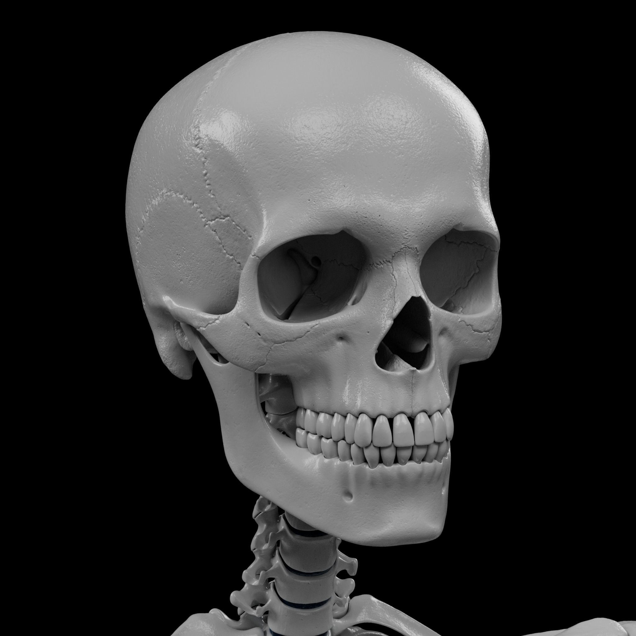 Human Skeleton - 3D Printing 3D print model_37