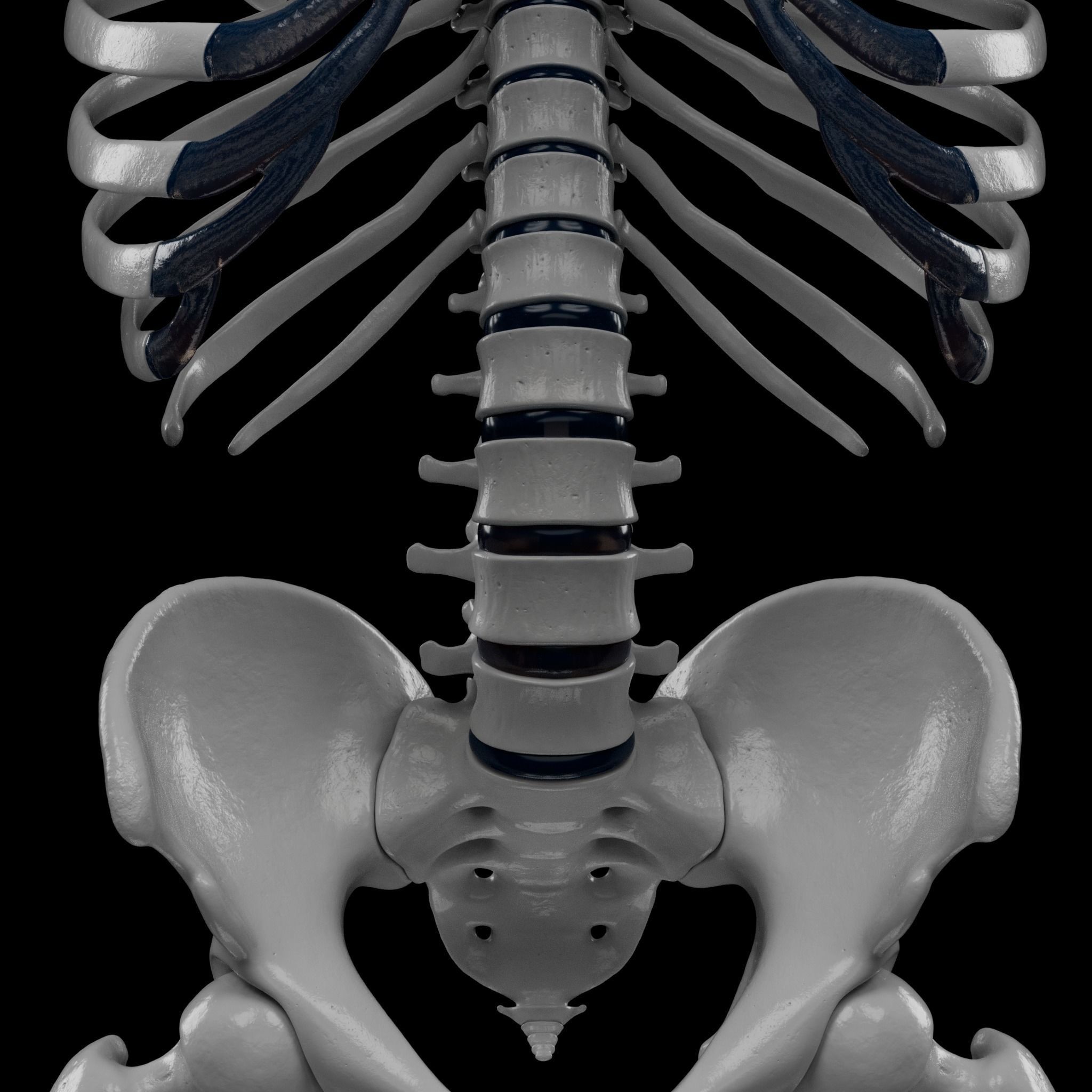 Human Skeleton - 3D Printing 3D print model_41