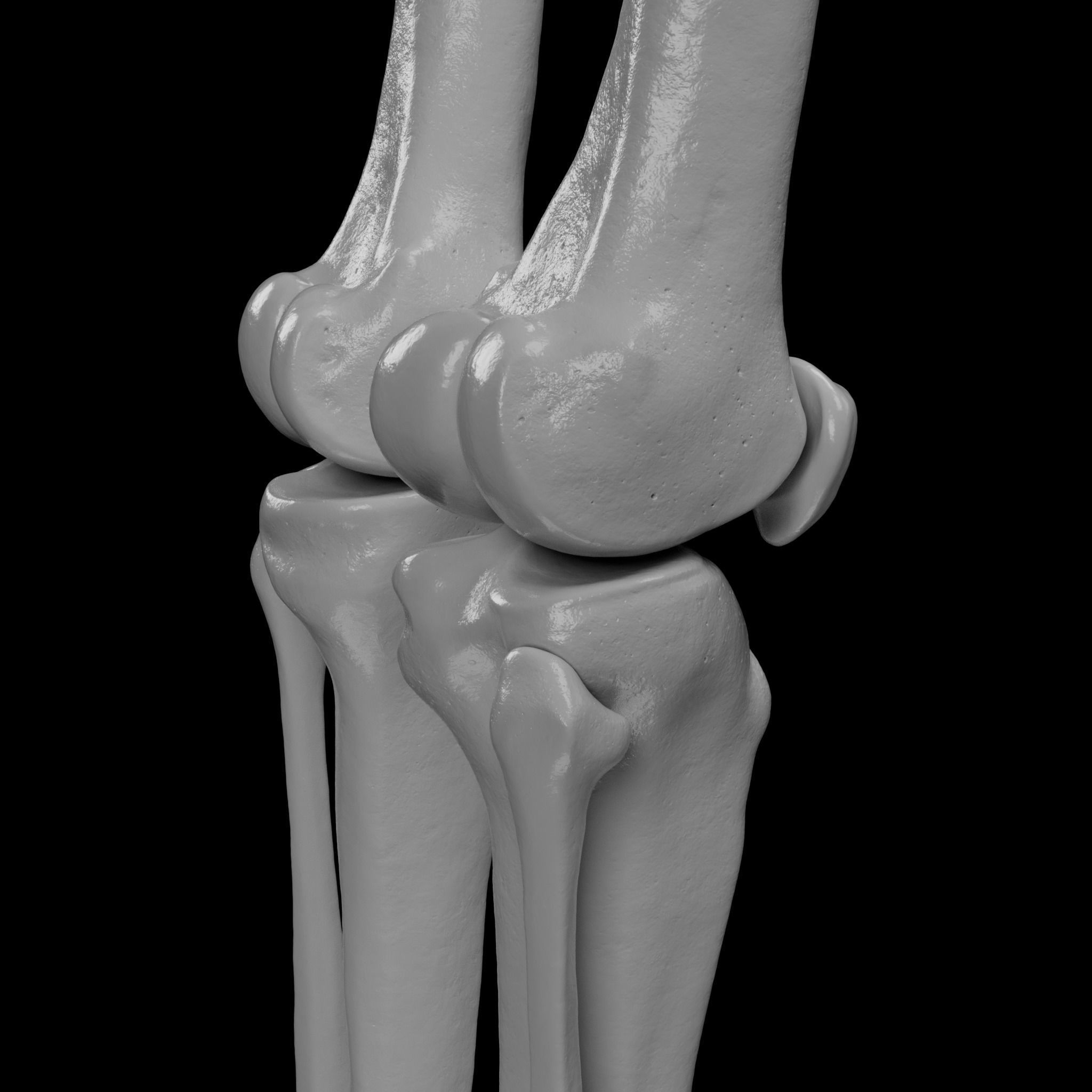 Human Skeleton - 3D Printing 3D print model_139