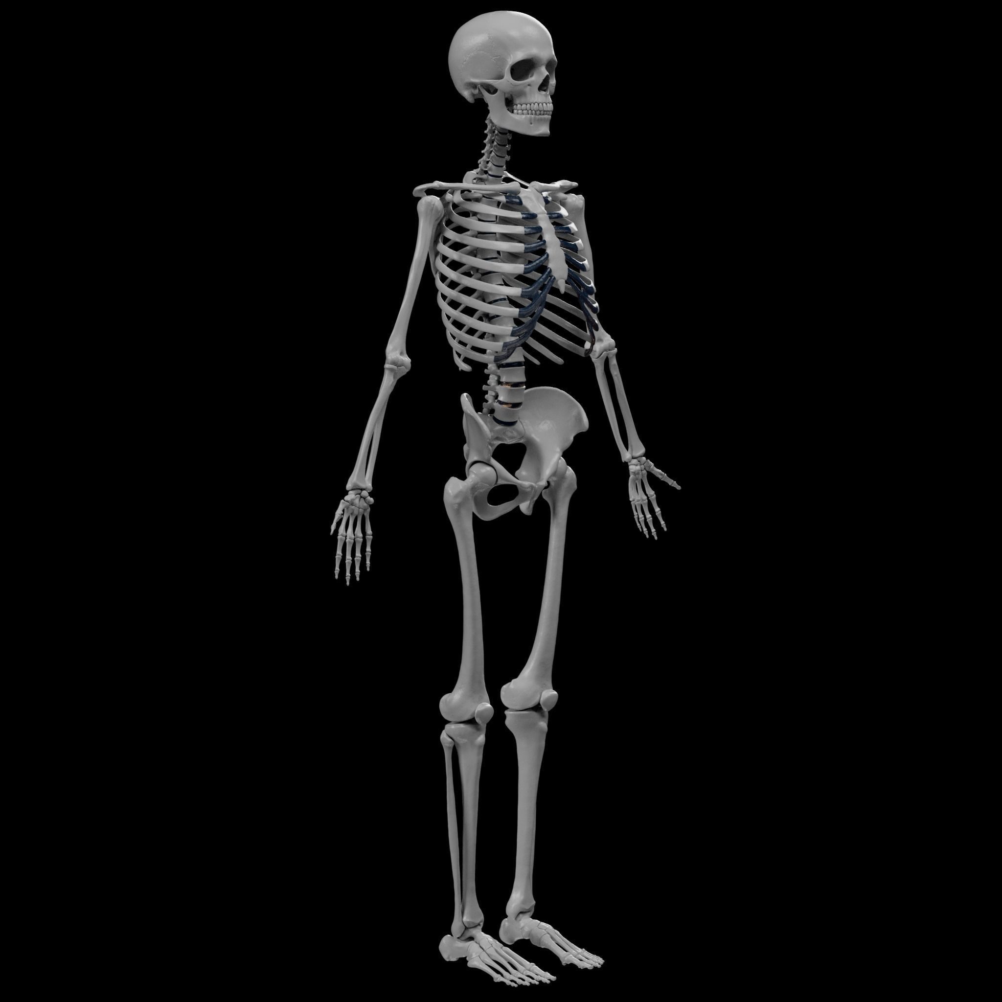 Human Skeleton - 3D Printing 3D print model_27
