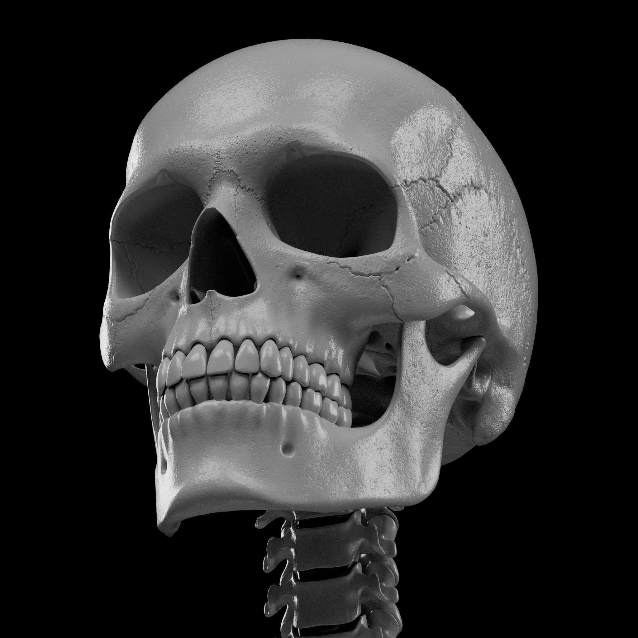 Human Skeleton - 3D Printing 3D print model_39
