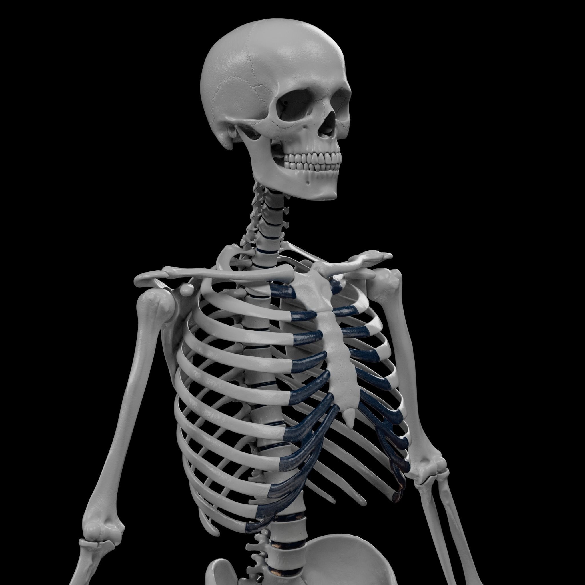 Human Skeleton - 3D Printing 3D print model_18