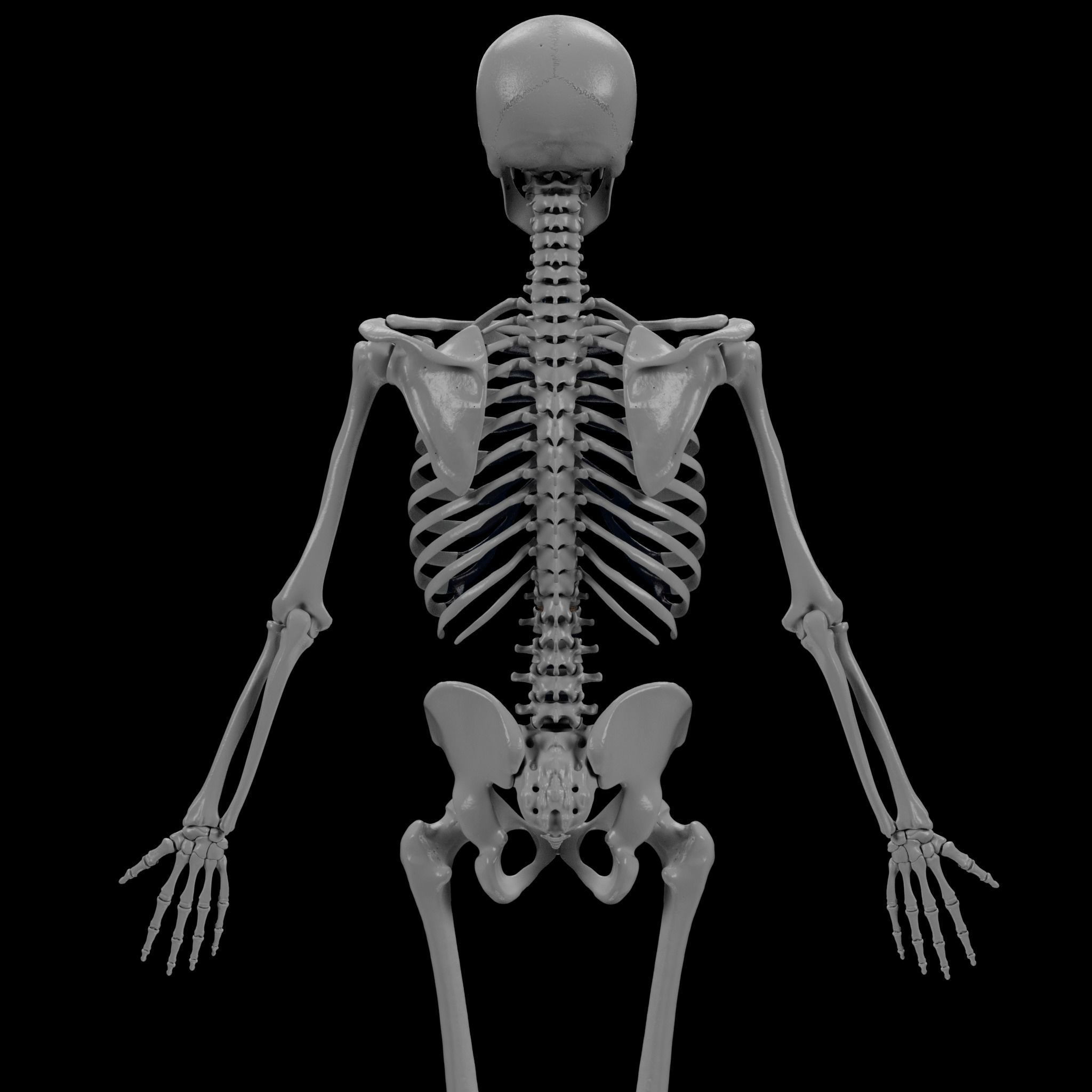Human Skeleton - 3D Printing 3D print model_25