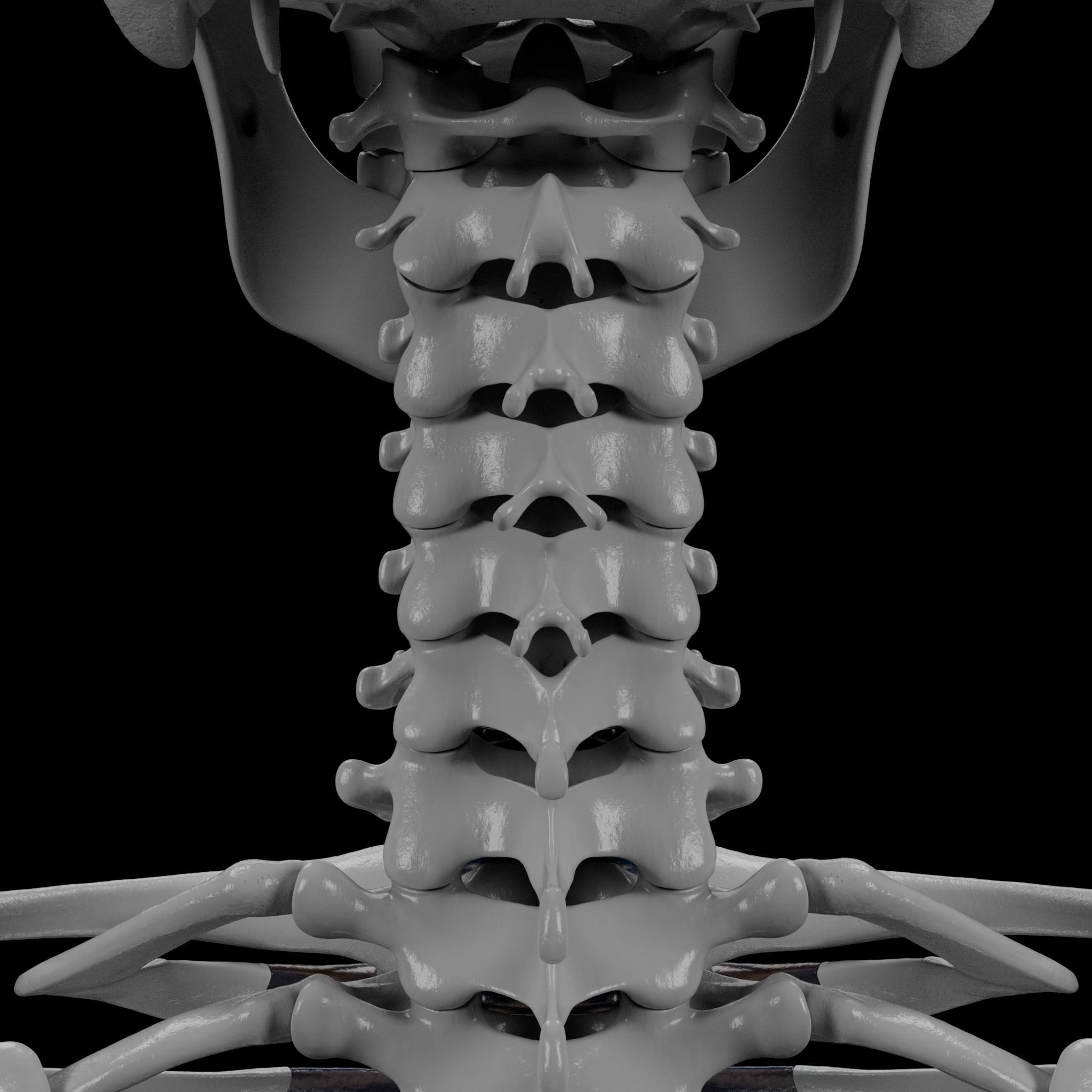 Human Skeleton - 3D Printing 3D print model_48