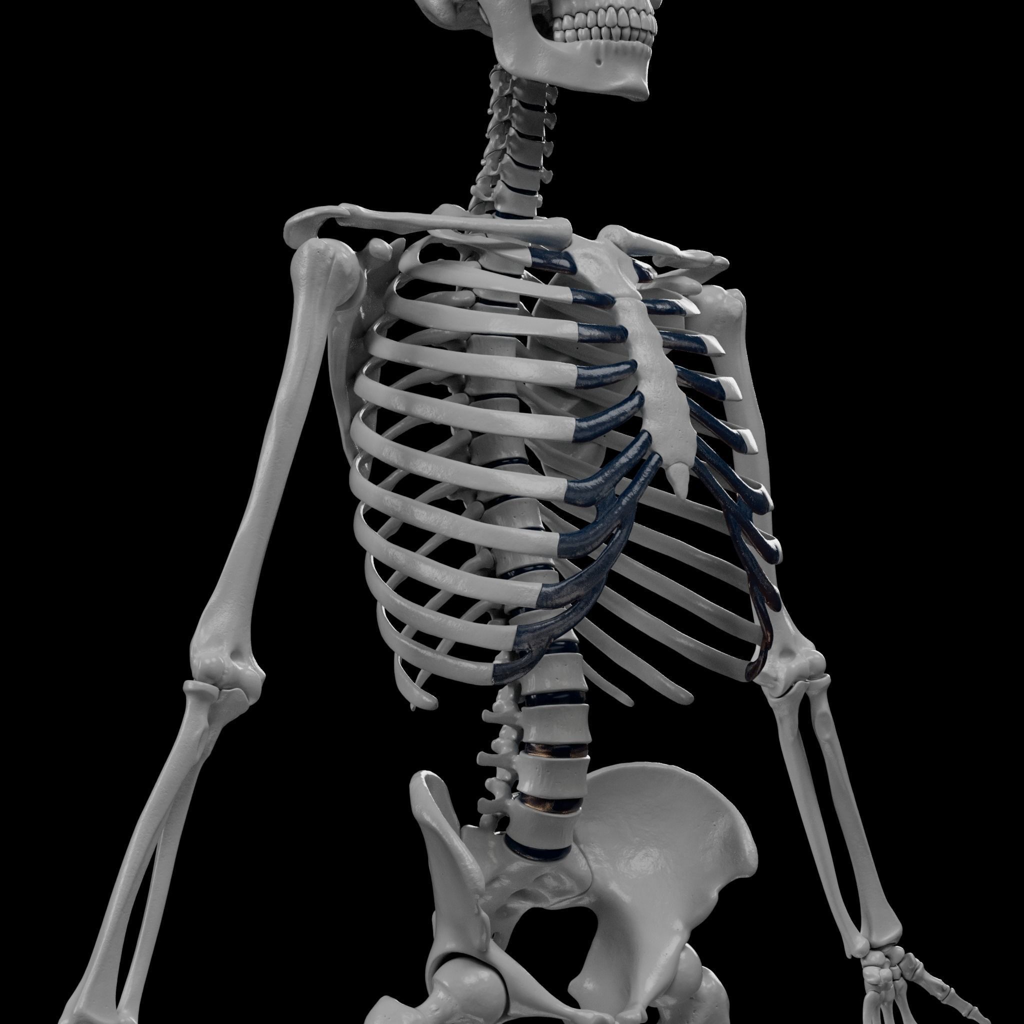 Human Skeleton - 3D Printing 3D print model_42