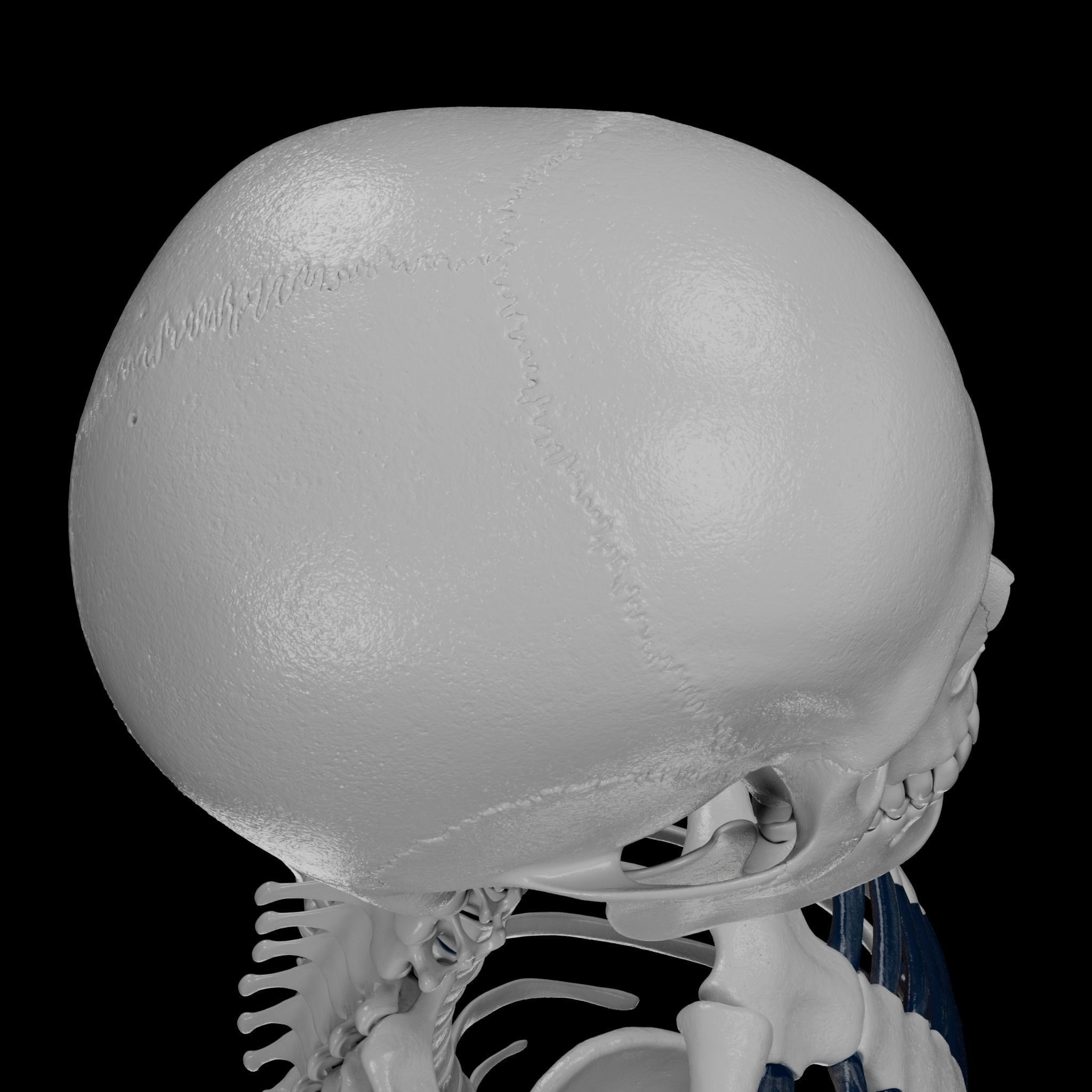 Human Skeleton - 3D Printing 3D print model_72