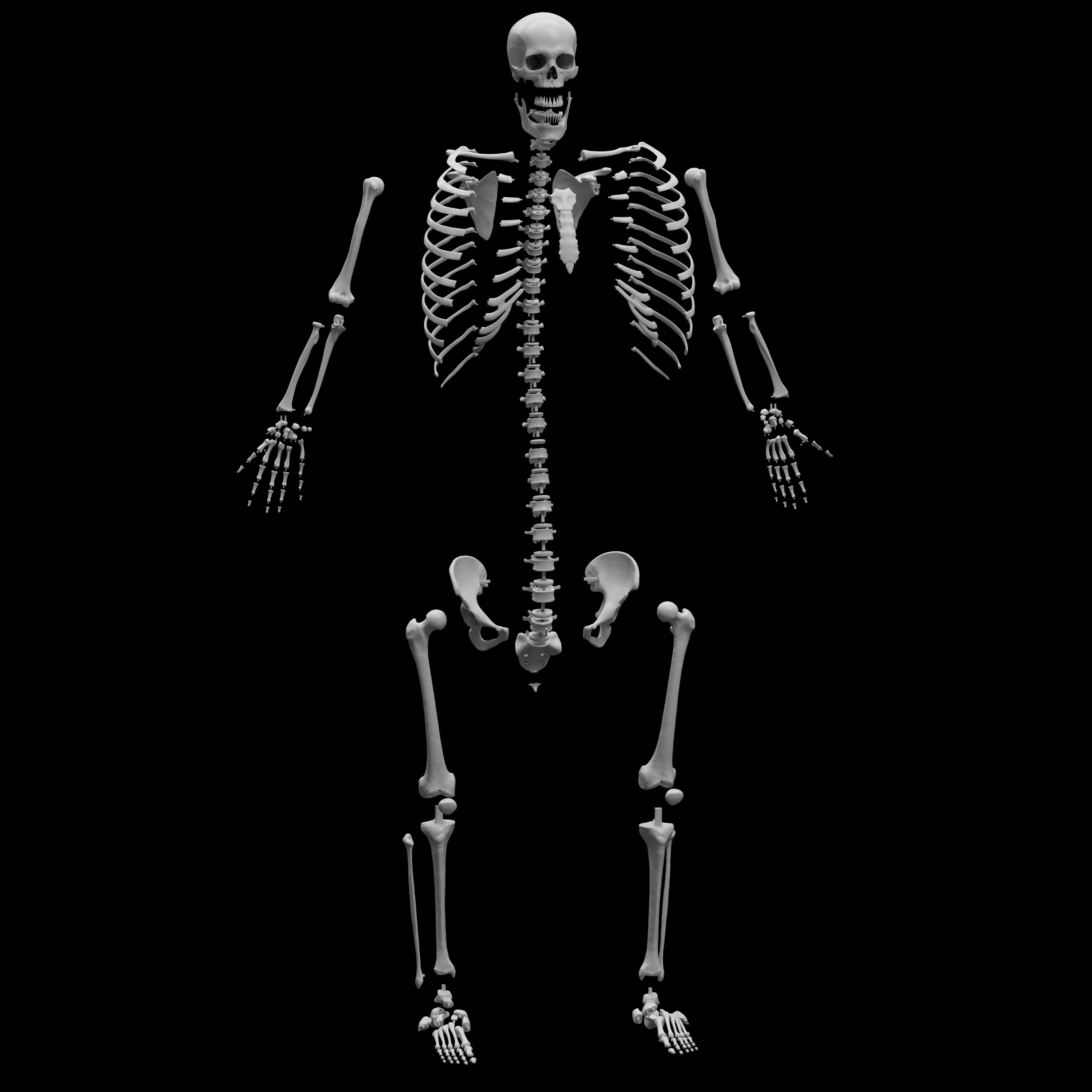 Human Skeleton - 3D Printing 3D print model_3