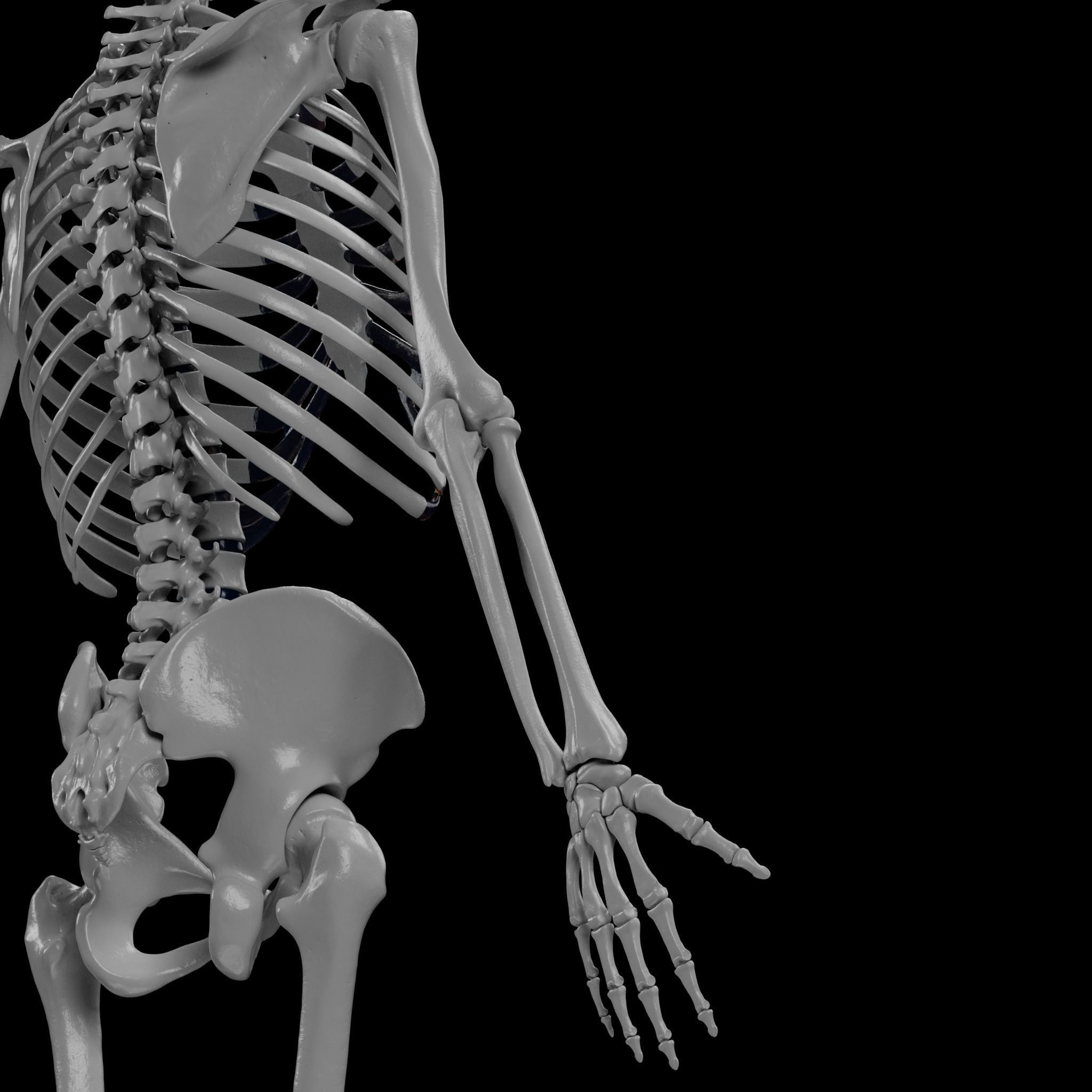 Human Skeleton - 3D Printing 3D print model_120