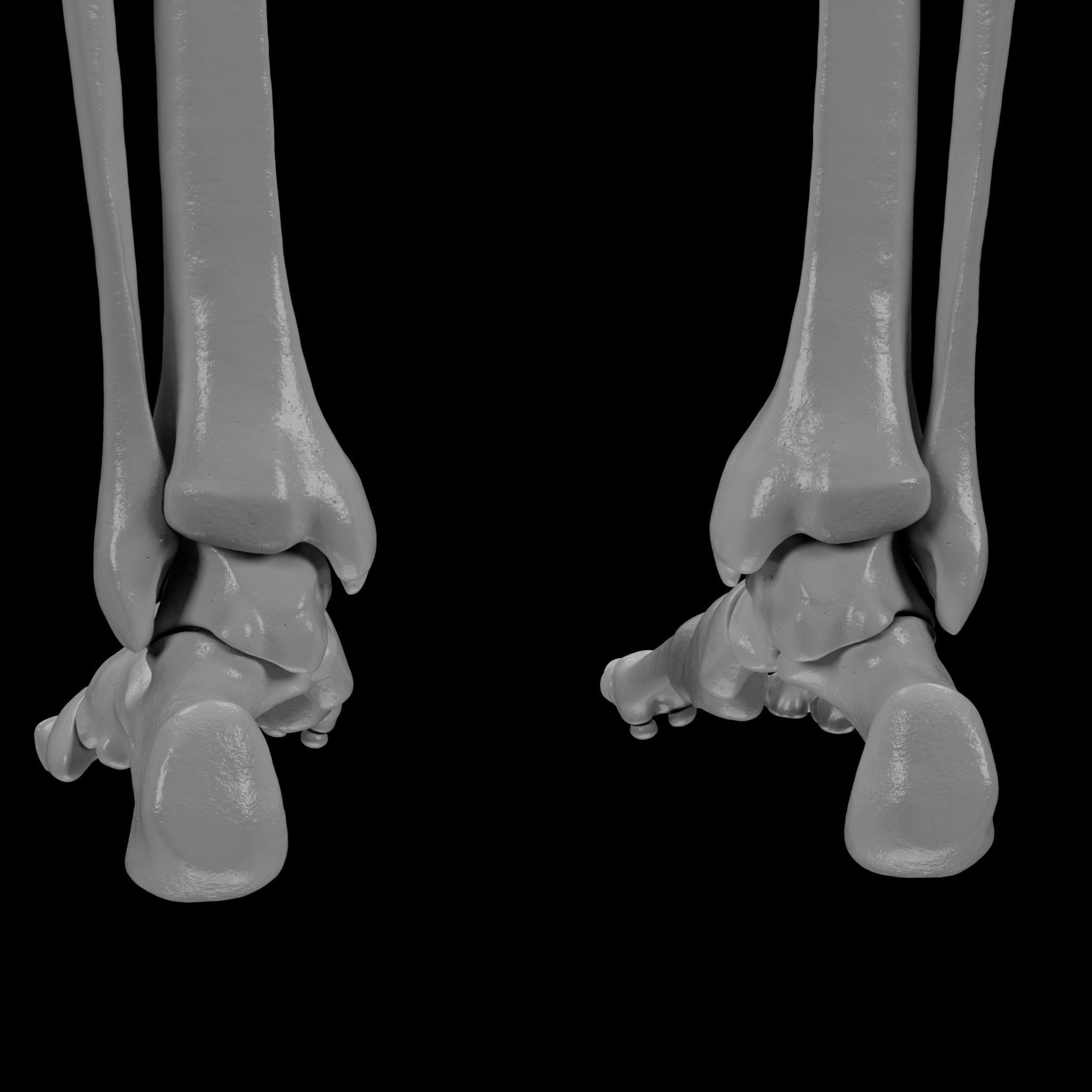 Human Skeleton - 3D Printing 3D print model_116