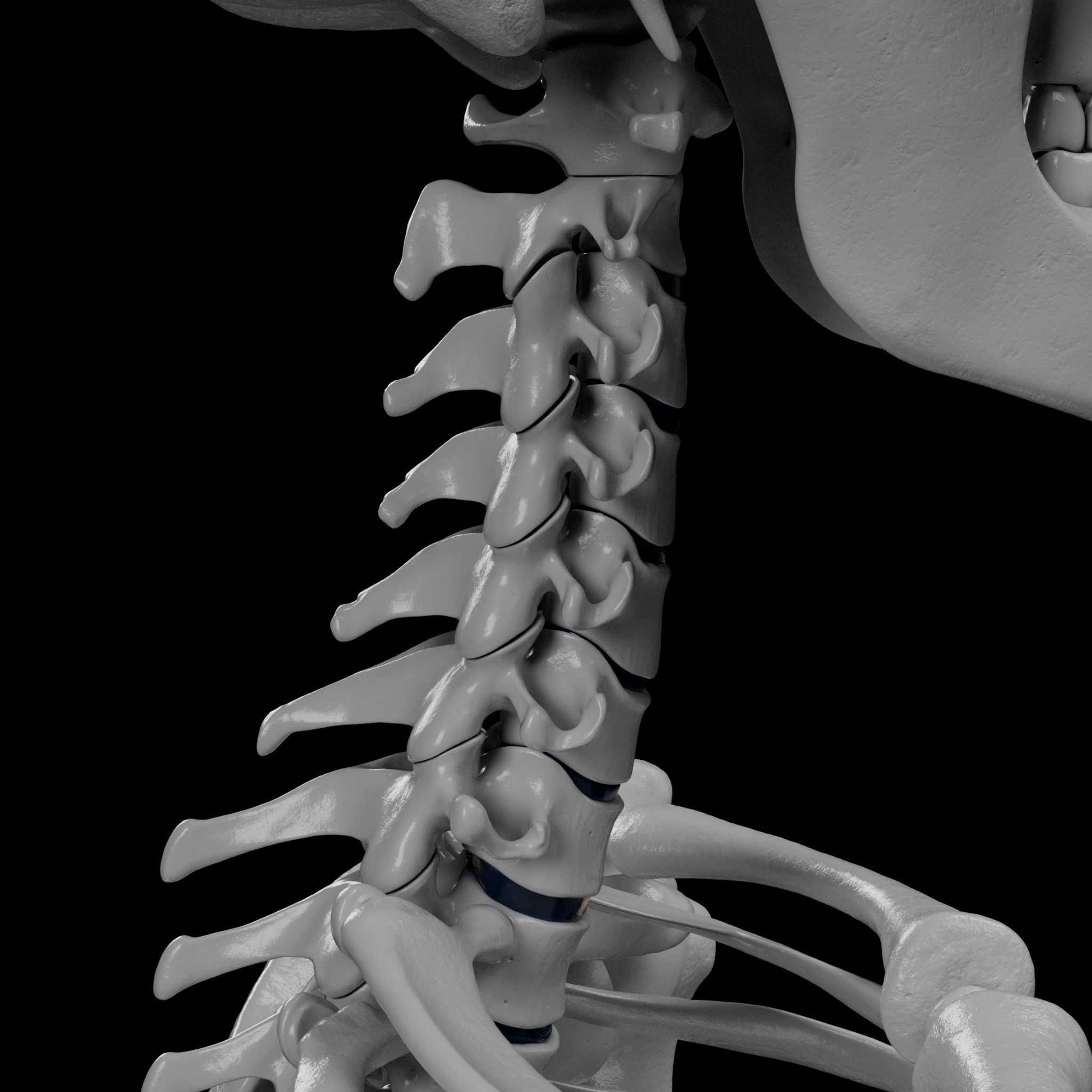 Human Skeleton - 3D Printing 3D print model_47