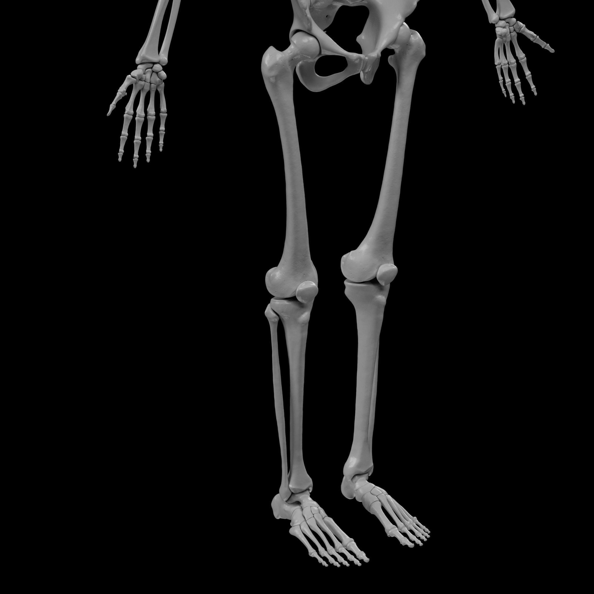 Human Skeleton - 3D Printing 3D print model_94