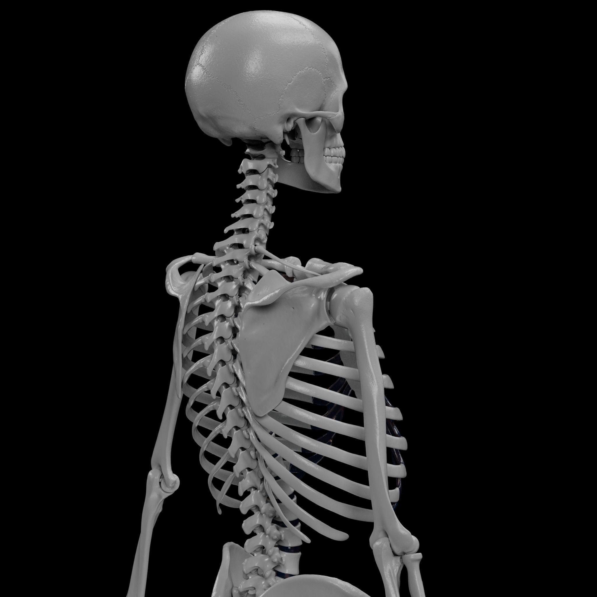 Human Skeleton - 3D Printing 3D print model_20