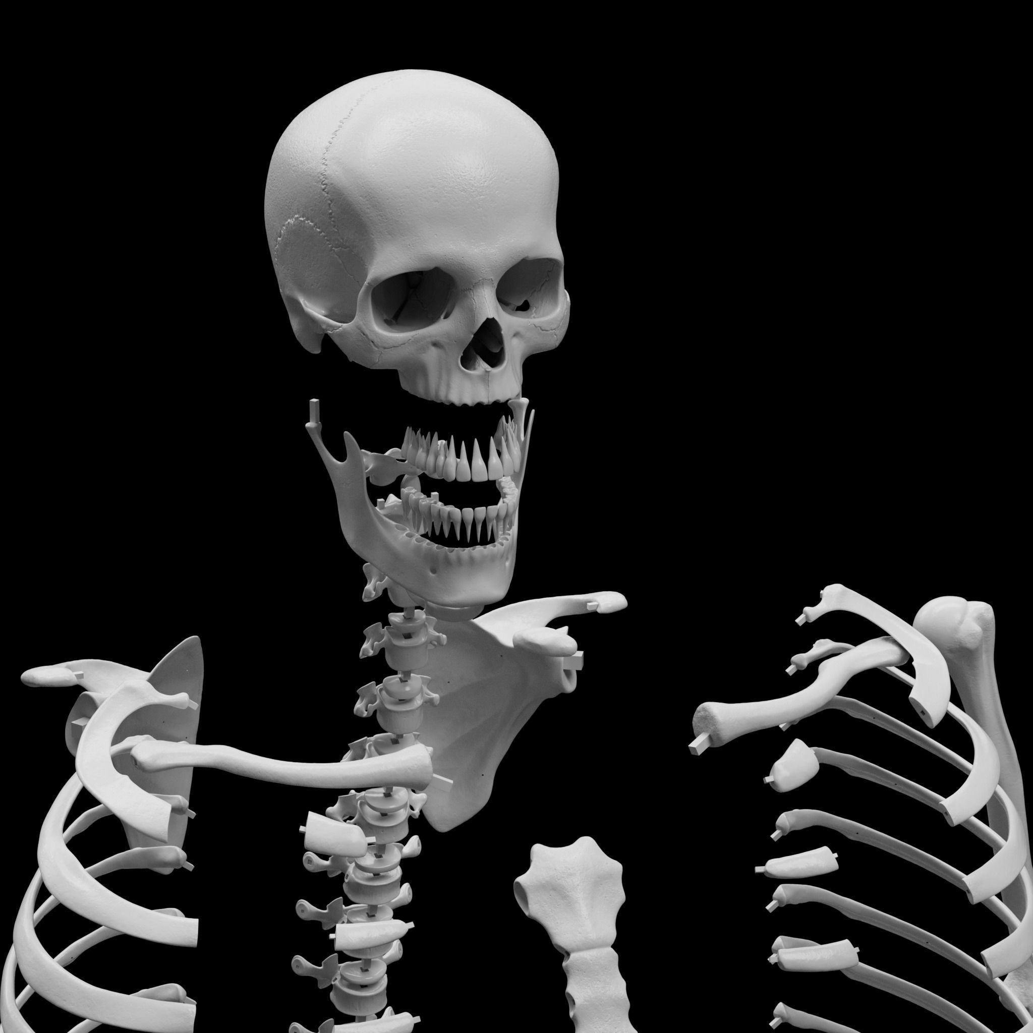 Human Skeleton - 3D Printing 3D print model_6