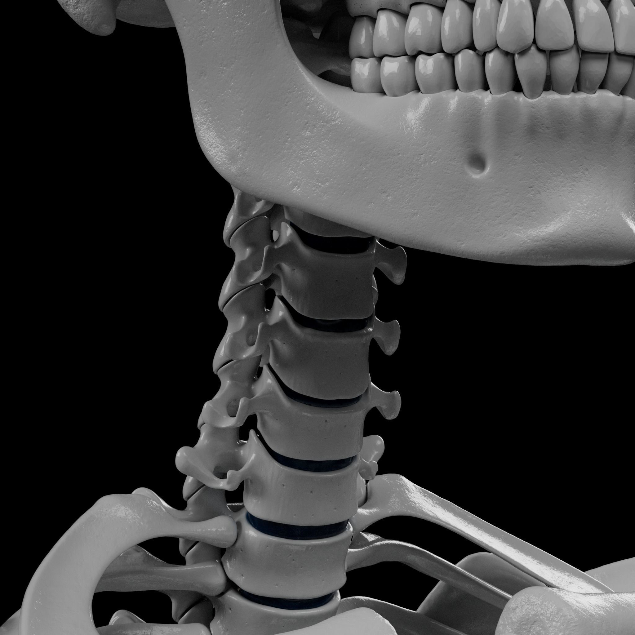 Human Skeleton - 3D Printing 3D print model_44