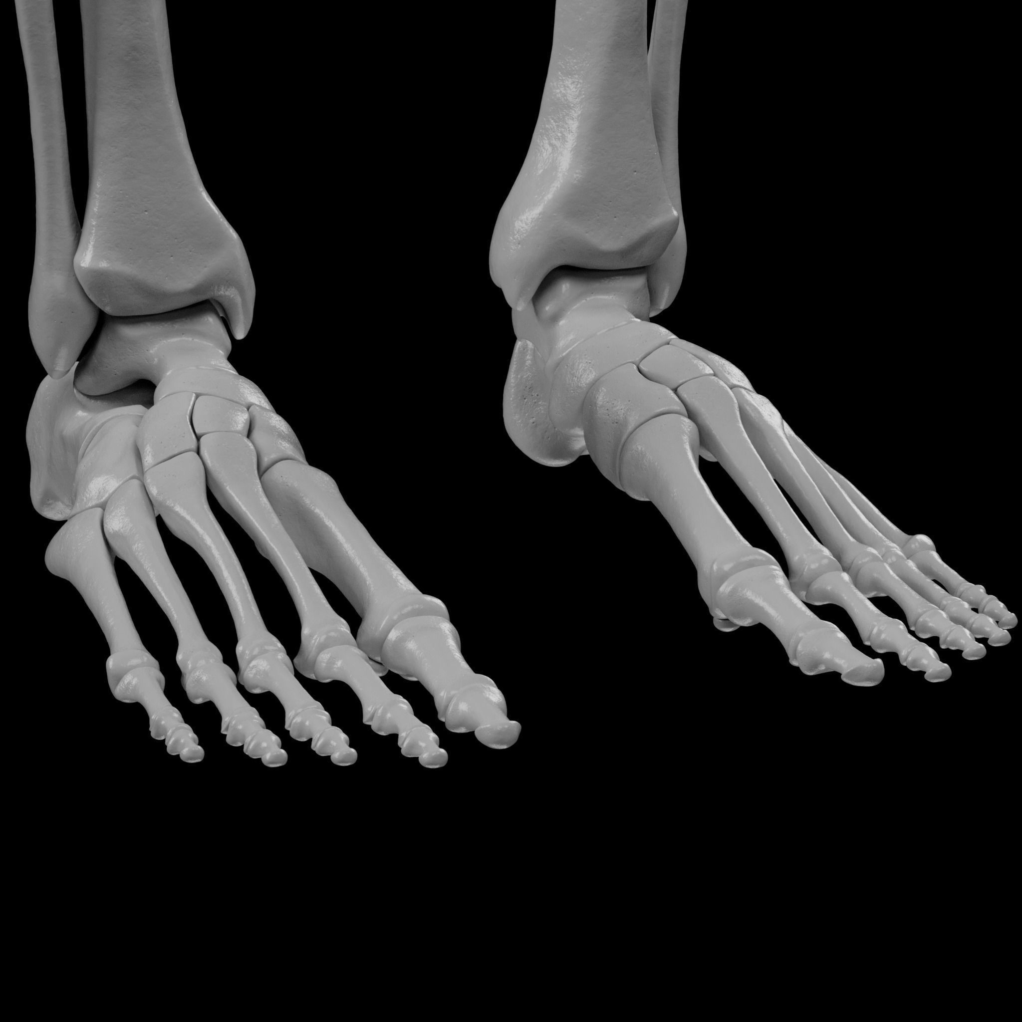 Human Skeleton - 3D Printing 3D print model_119