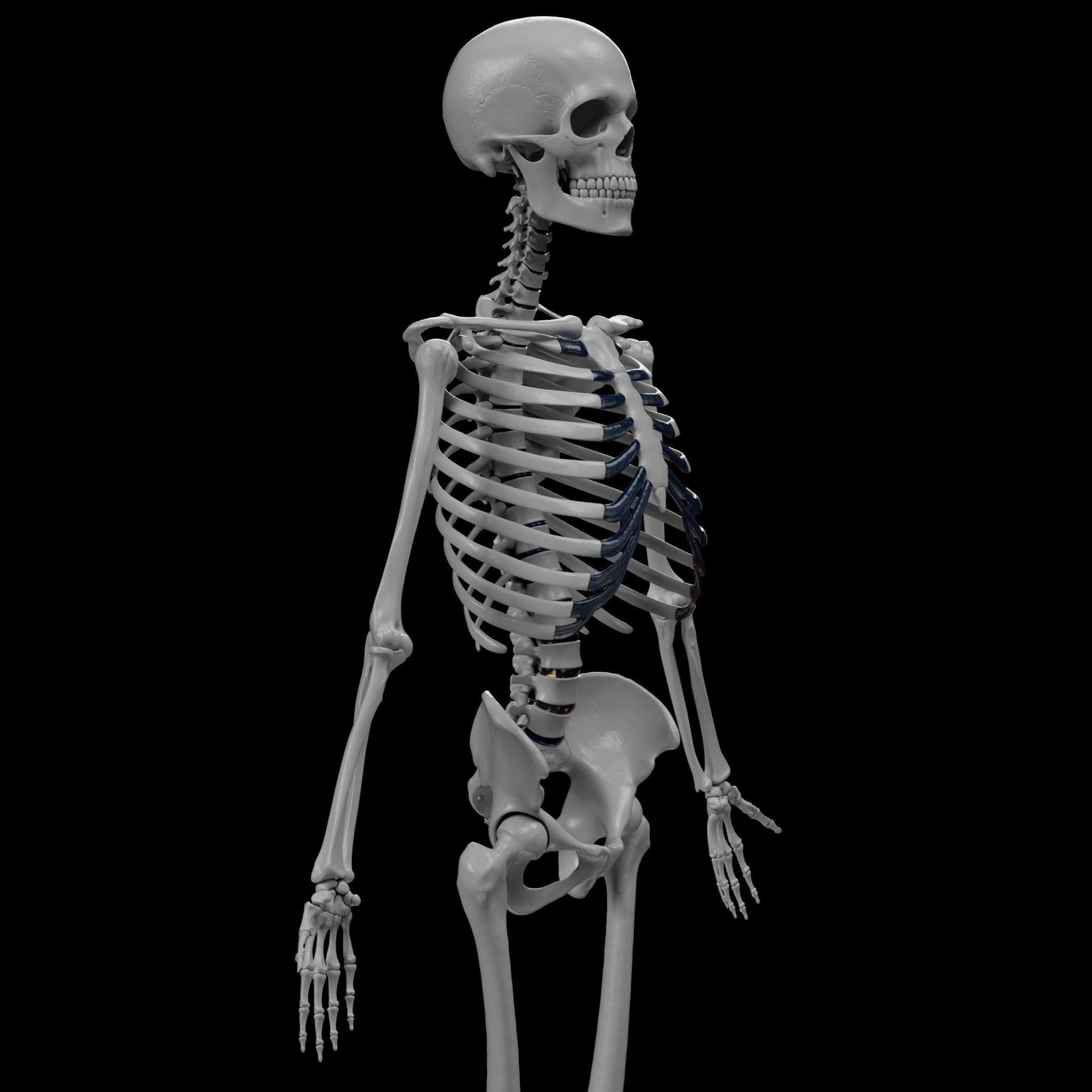 Human Skeleton - 3D Printing 3D print model_23