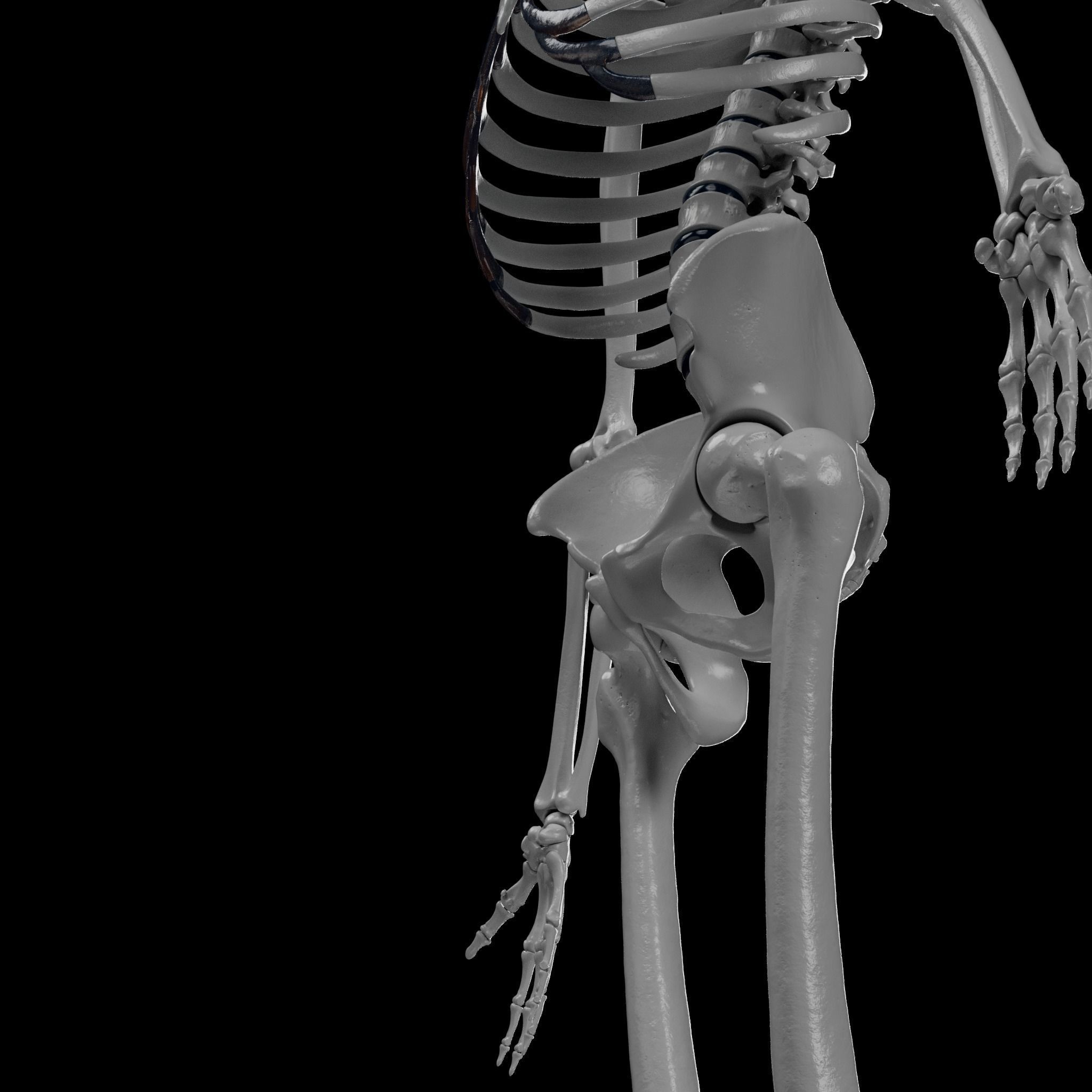 Human Skeleton - 3D Printing 3D print model_80