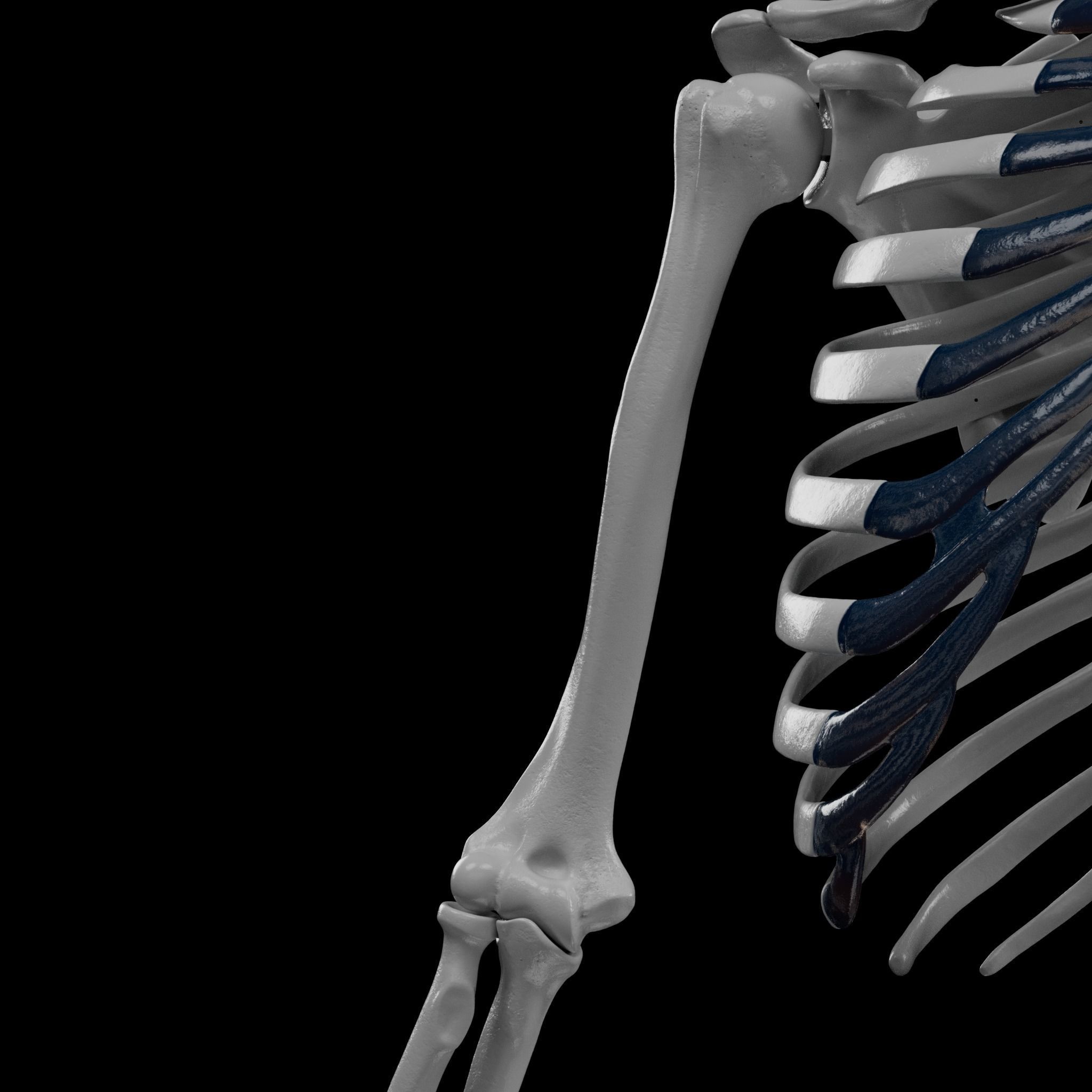 Human Skeleton - 3D Printing 3D print model_92